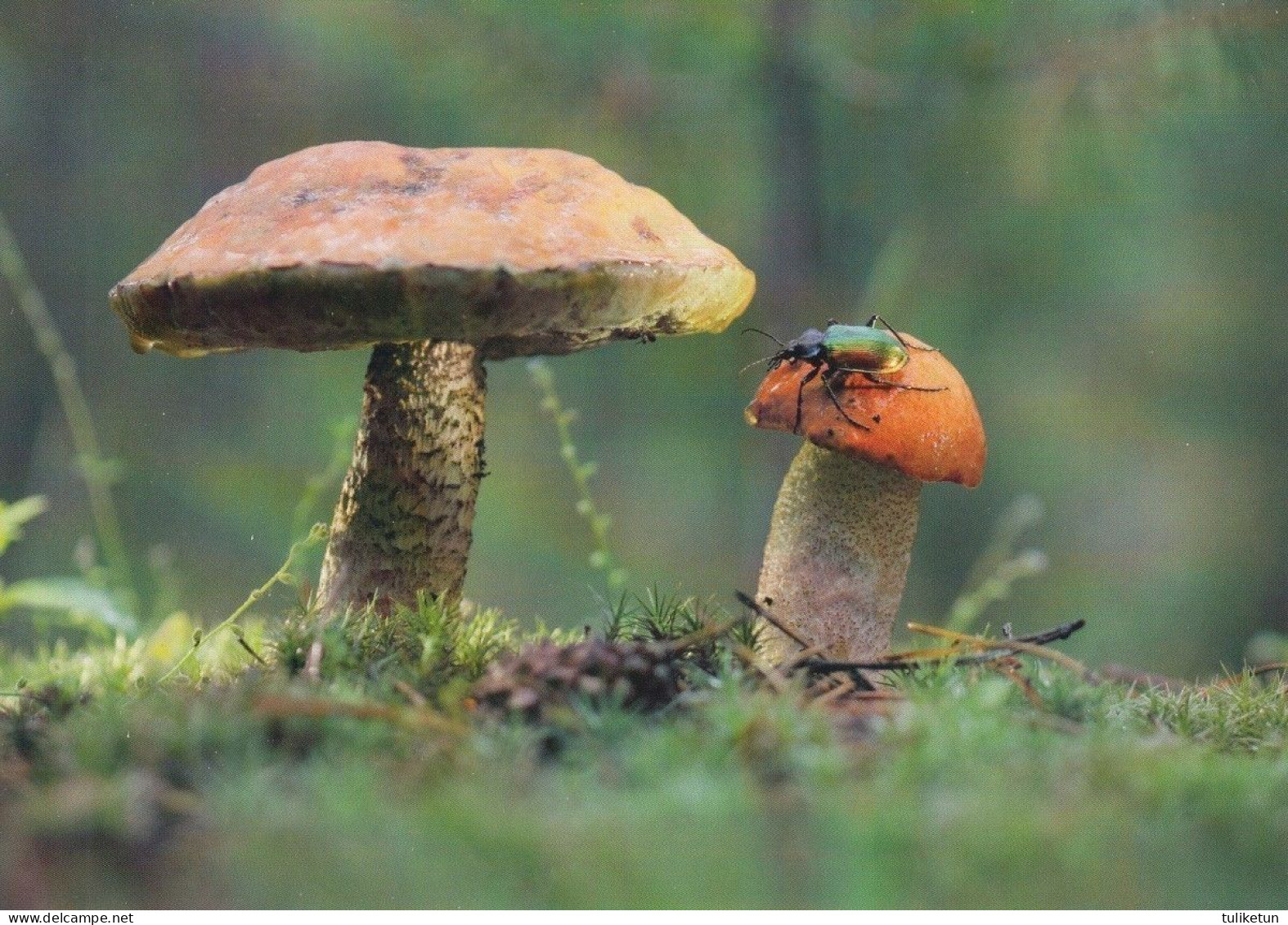 Mushroom With Insect - Beetle - Champignon - Paddestoel - Pilz - Fungo - Cogumelo - Seta - Autumn - Mushrooms