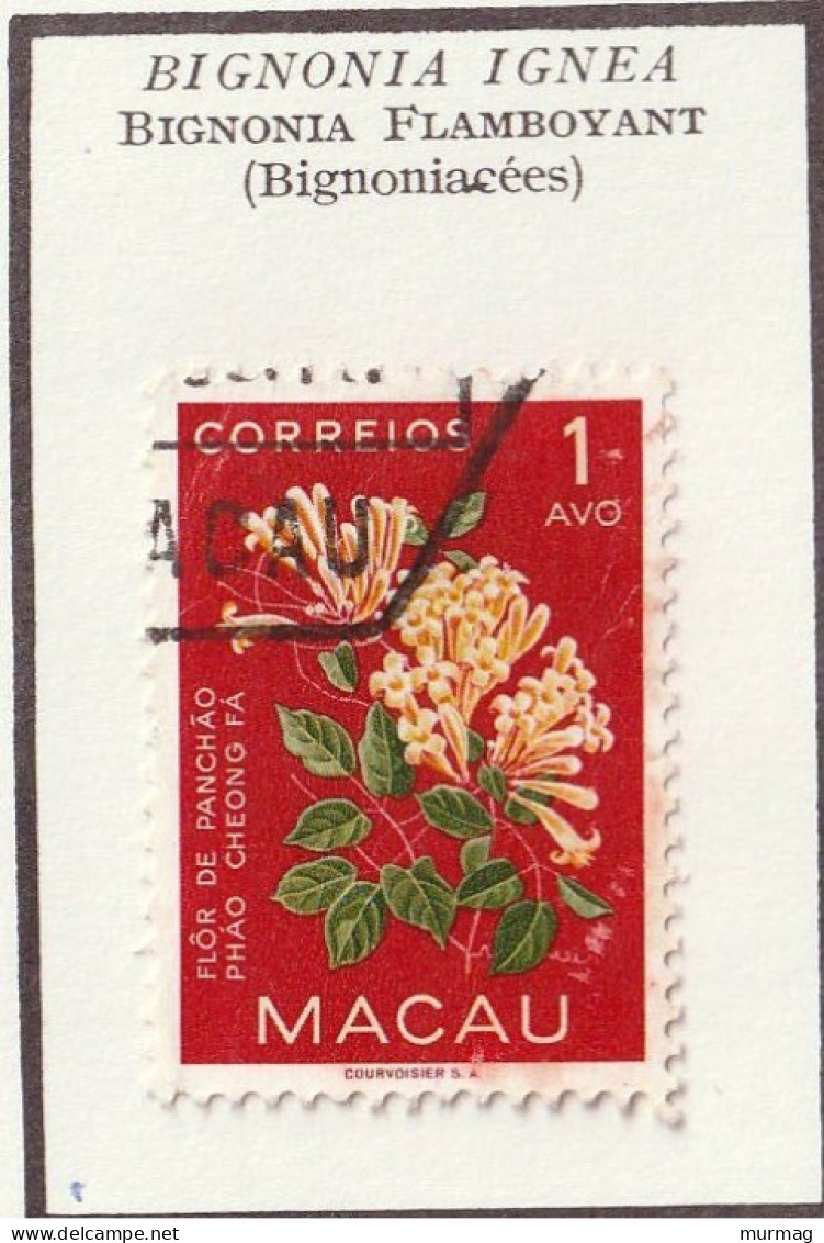 MACAU - Fleurs, Flowers, Bignonia Flamboyant - Y&T N° 394 - 1953 - Oblitéré - Covers & Documents