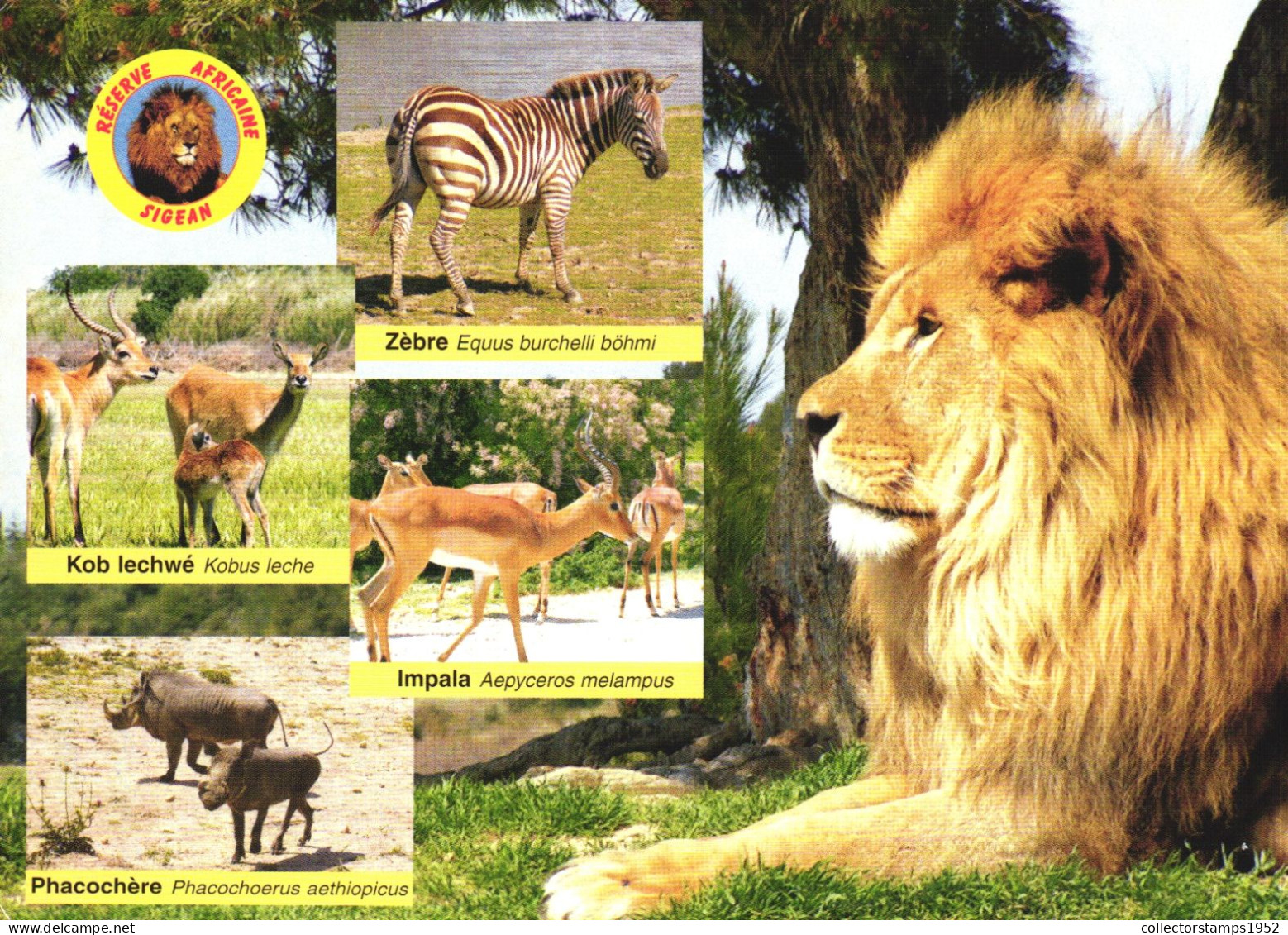 ANIMALS, LION, ZEBRA, IMPALA, KUBUS, PHACOCHOERUS AETHIOPICUS, AFRICAN RESERVE OF SIGEAN - Sammlungen & Sammellose