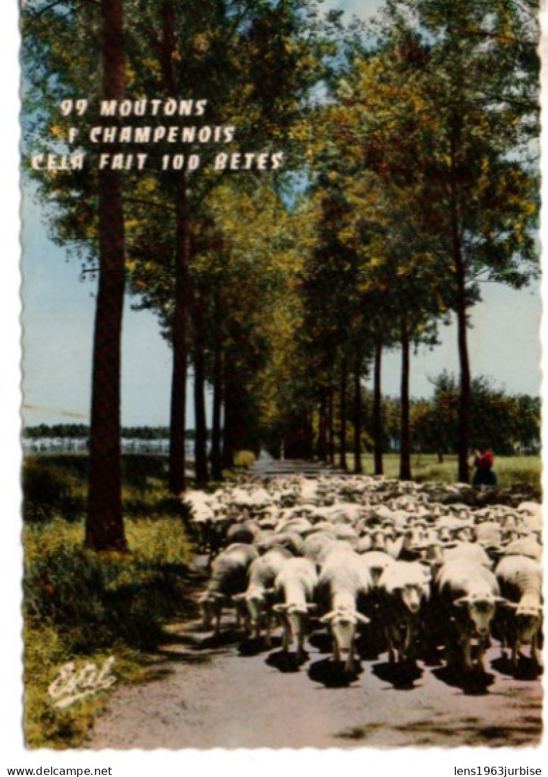99 Moutons + 1 Champenois Cela Fait 100 Bêtes ( 1968 ) - Champagne - Ardenne