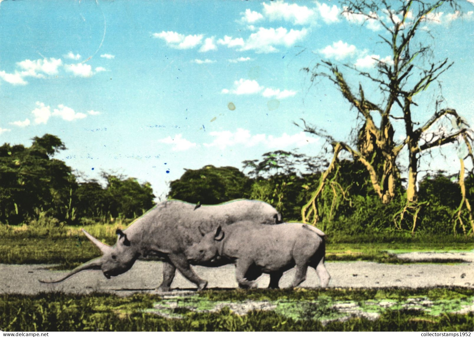 POSTCARD, ANIMALS, RHINOCEROS, EAST AFRICAN GAME, AFRICA - Rinoceronte