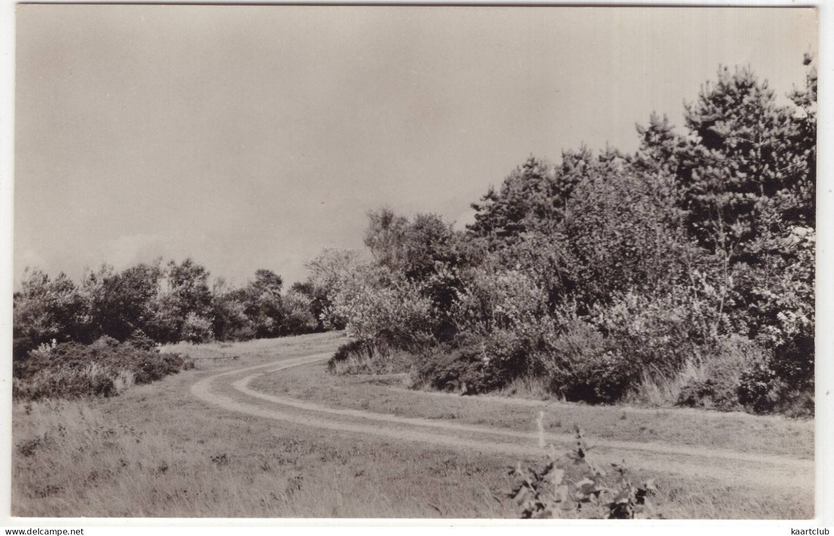 Staringweg, Egmond - Noordhollands Duinreservaat - (Nederland/Noord-Holland)  - Foto P.W.N. - Afd. Terreinen No 2794 - Egmond Aan Zee