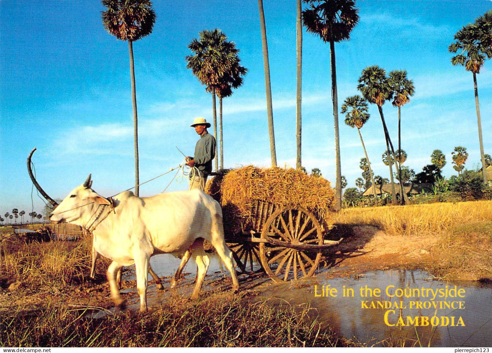 Cambogde - Province De Kandal - La Vie à La Campagne - Cambodge