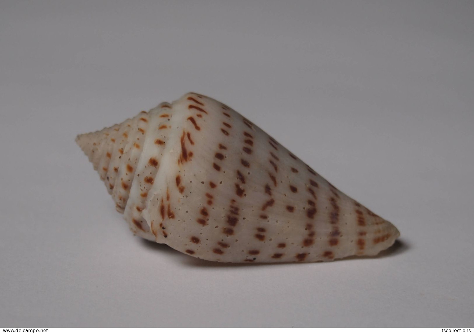 Conus Stupella - Seashells & Snail-shells