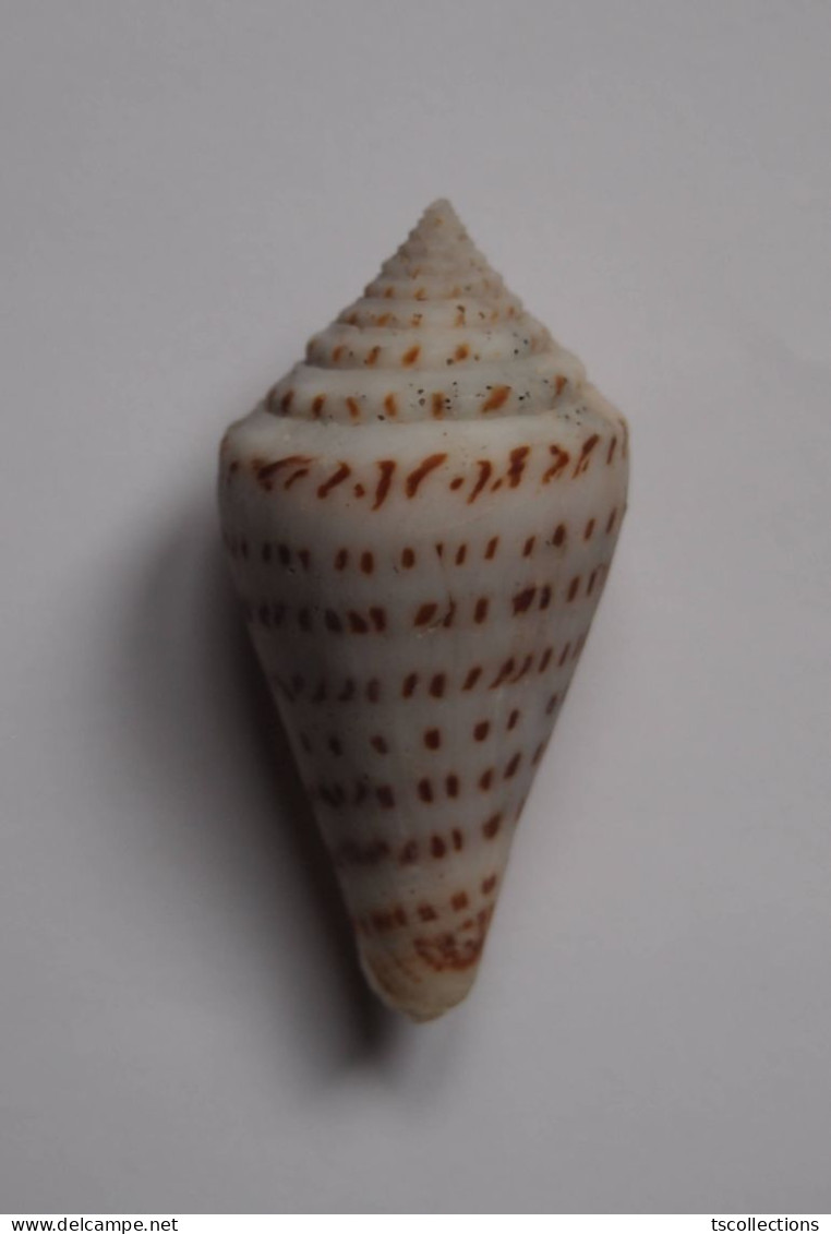 Conus Stupella - Seashells & Snail-shells