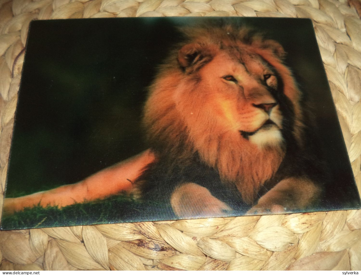 Löwe 3D Lenticular  Postkarte Postcard - Lions