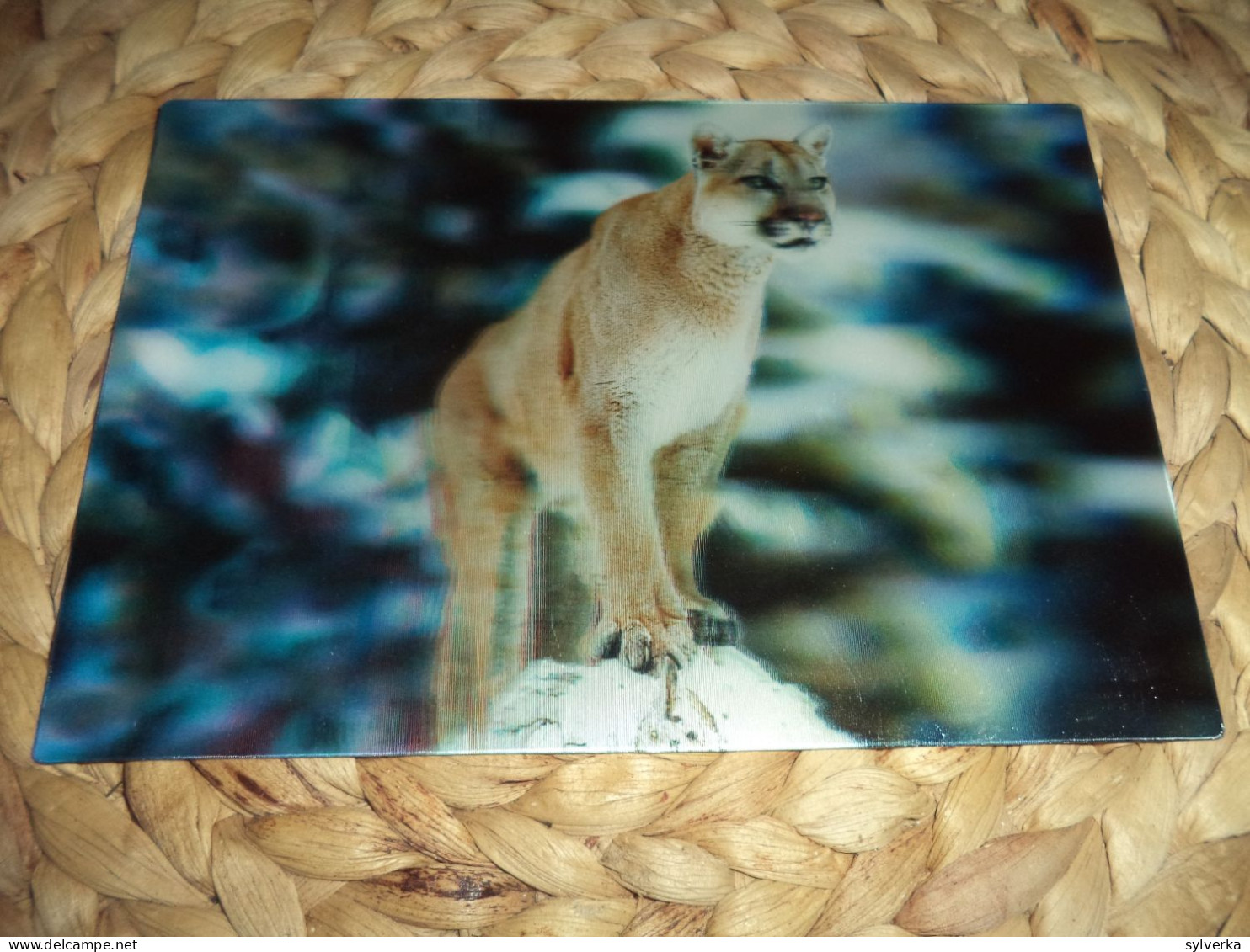 Puma 3D Lenticular  Postkarte Postcard - Lions