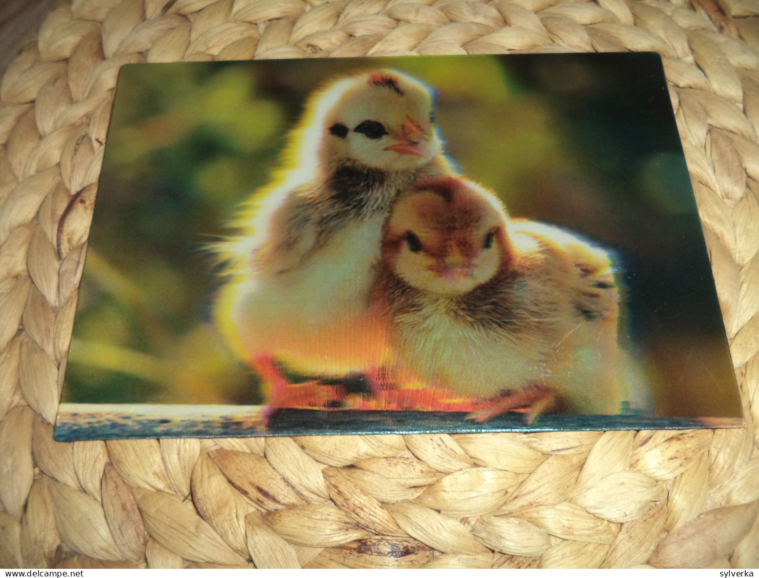 Chicken, Hähnchen 3D Lenticular  Postkarte Postcard - Lions