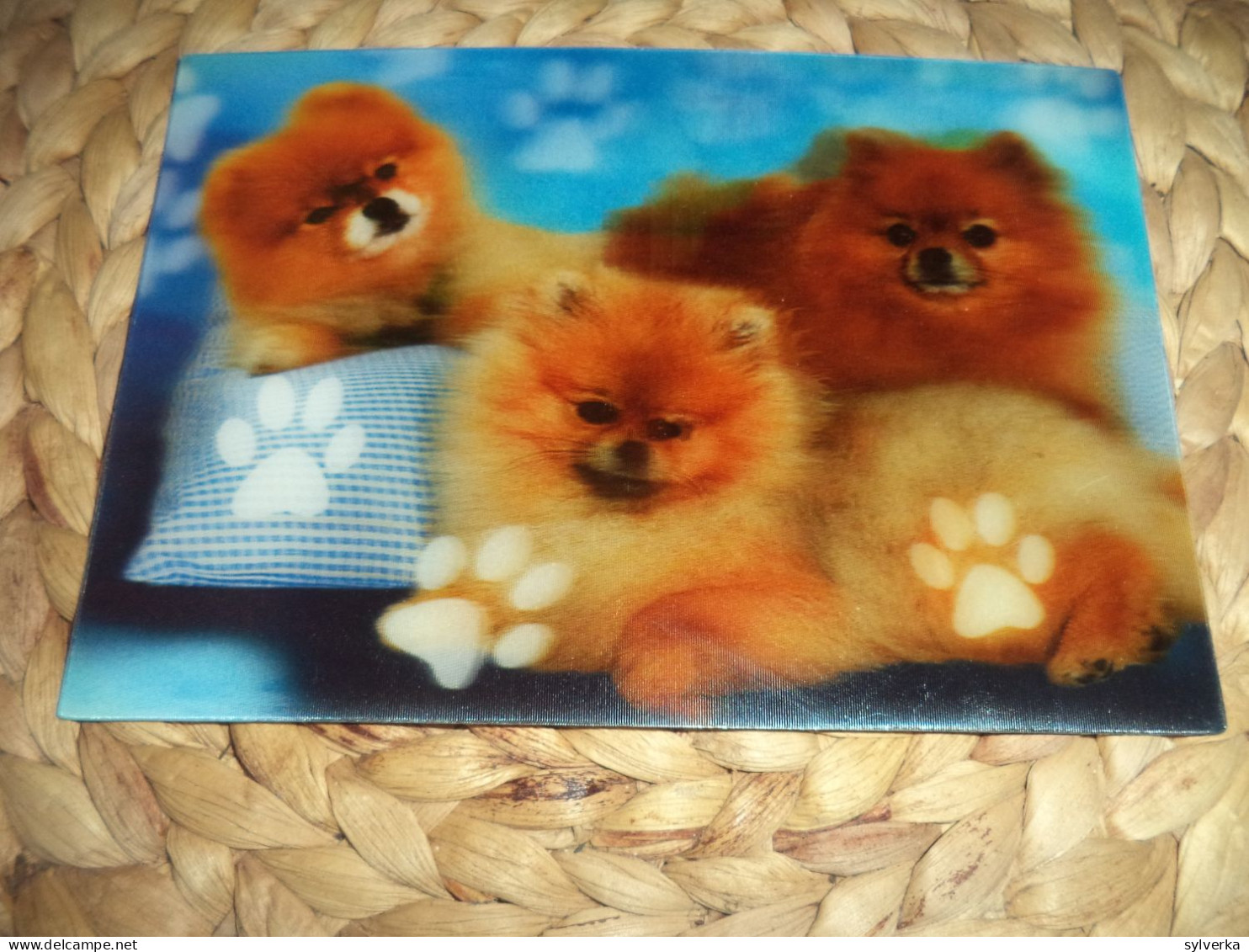 Hund Dog Chien Pomeranian Spitz 3D Lenticular  Postkarte Postcard - Lions