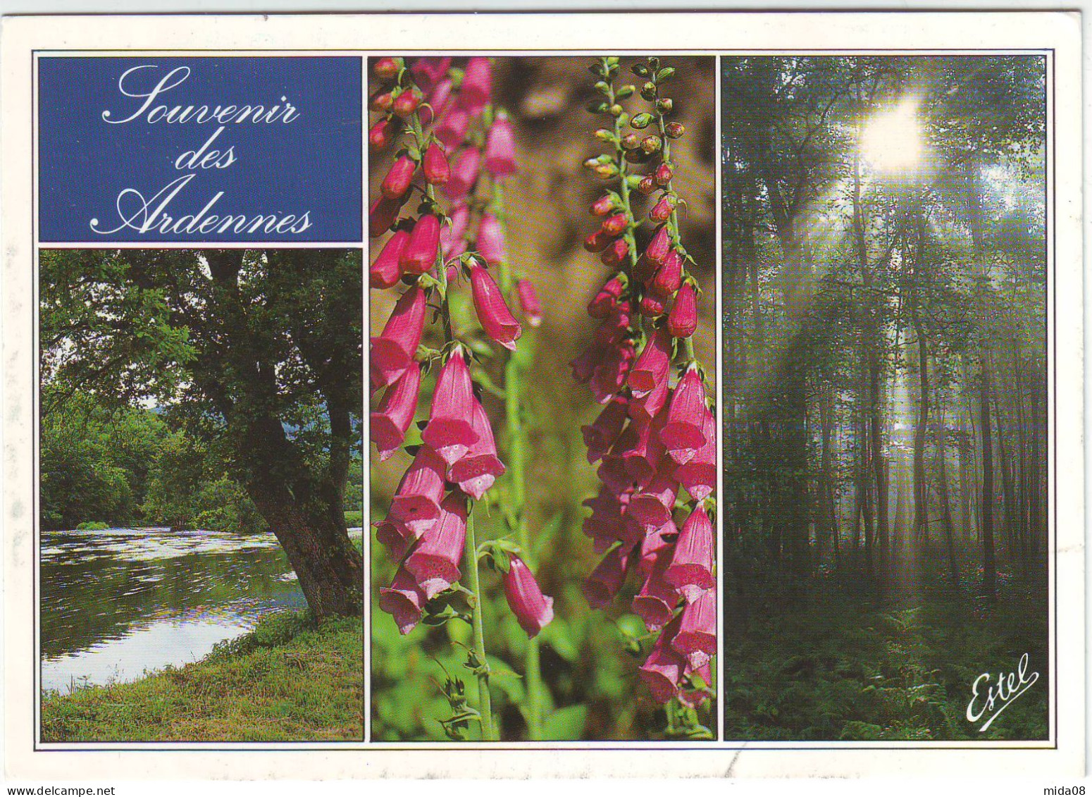 SOUVENIR DES ARDENNES . Multivues . DIGITALE POURPE - Plantes Toxiques