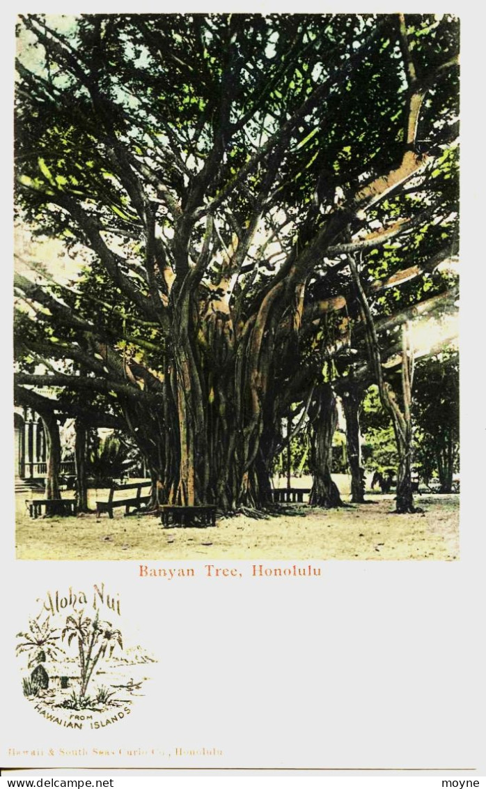 11346 - Amérique - Etats Unis - HAWAII   HONOLULU :  BANYAN  TREE , HONOLULU - Honolulu