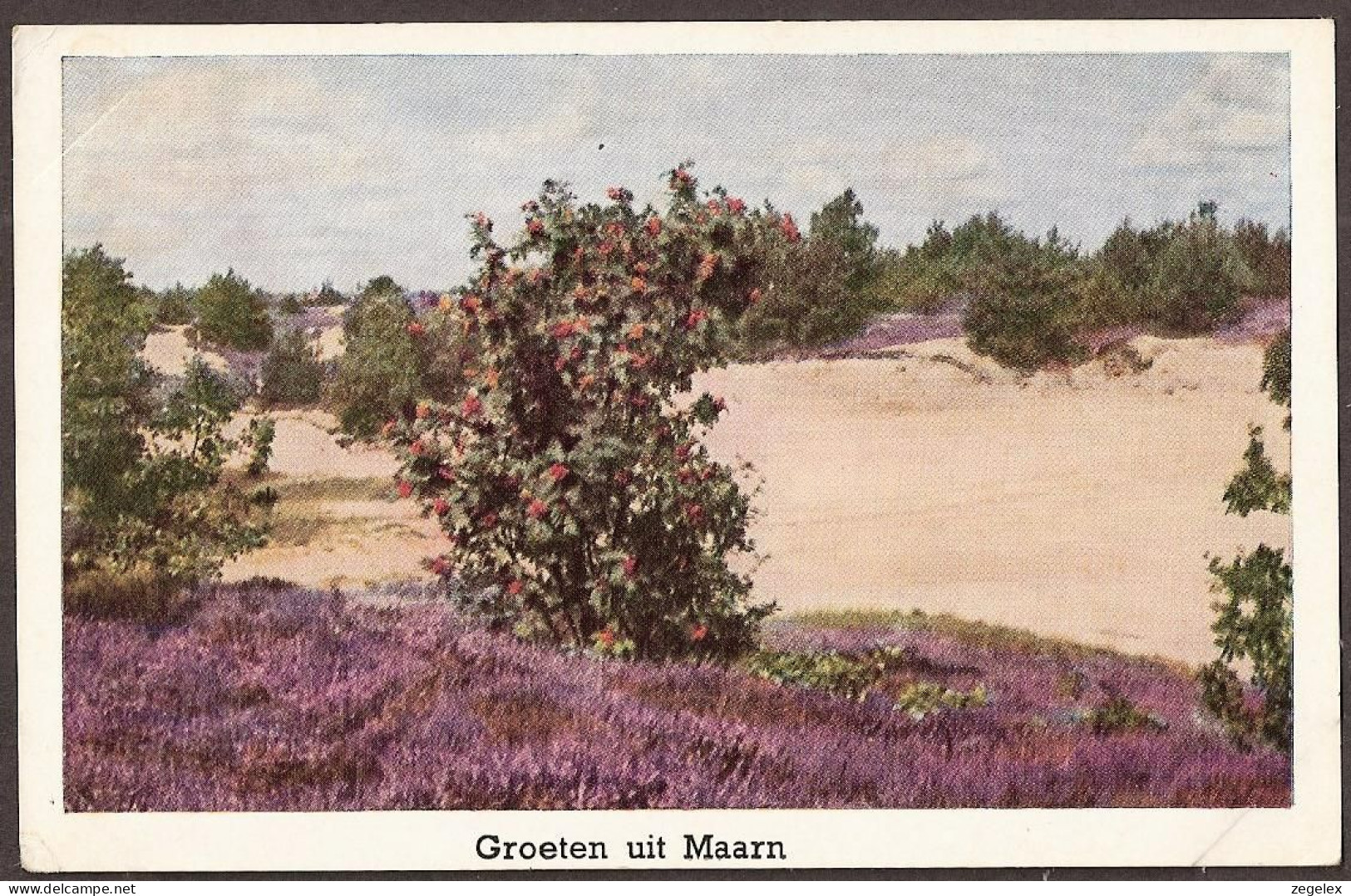 Maarn - Heide In Bloei. - Maarn