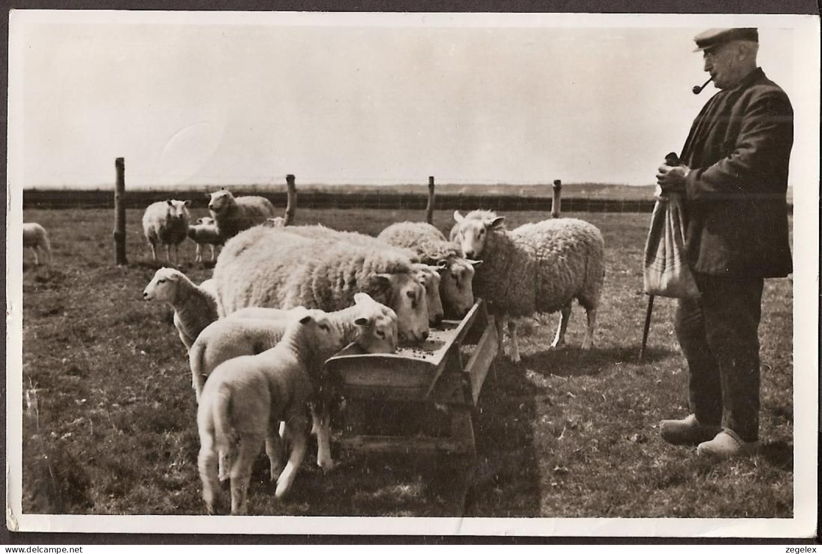 Texel - Boer Voert Schapen En Lammetjes - 1958 - Texel