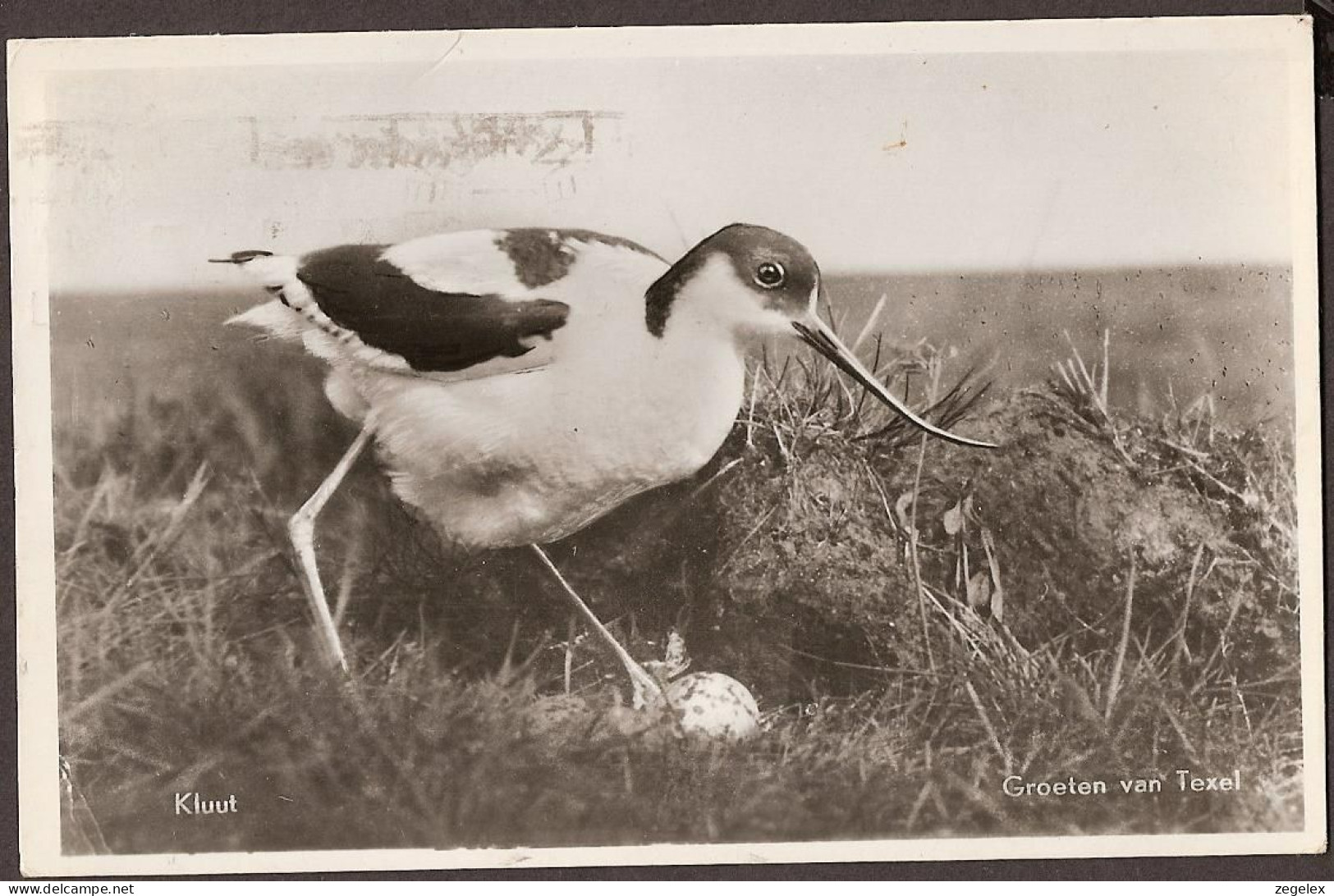 Texel - Kluut Bij Zijn Nestje - 1963 - Texel