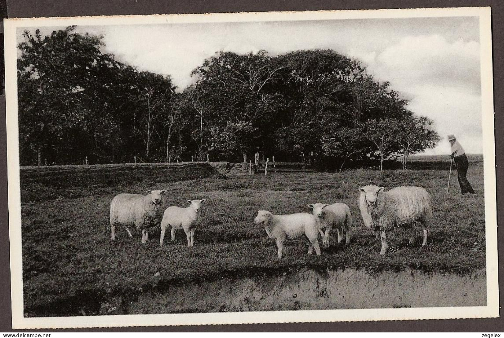 Texel - Doolhof - Schapen Met Lammetjes - Texel