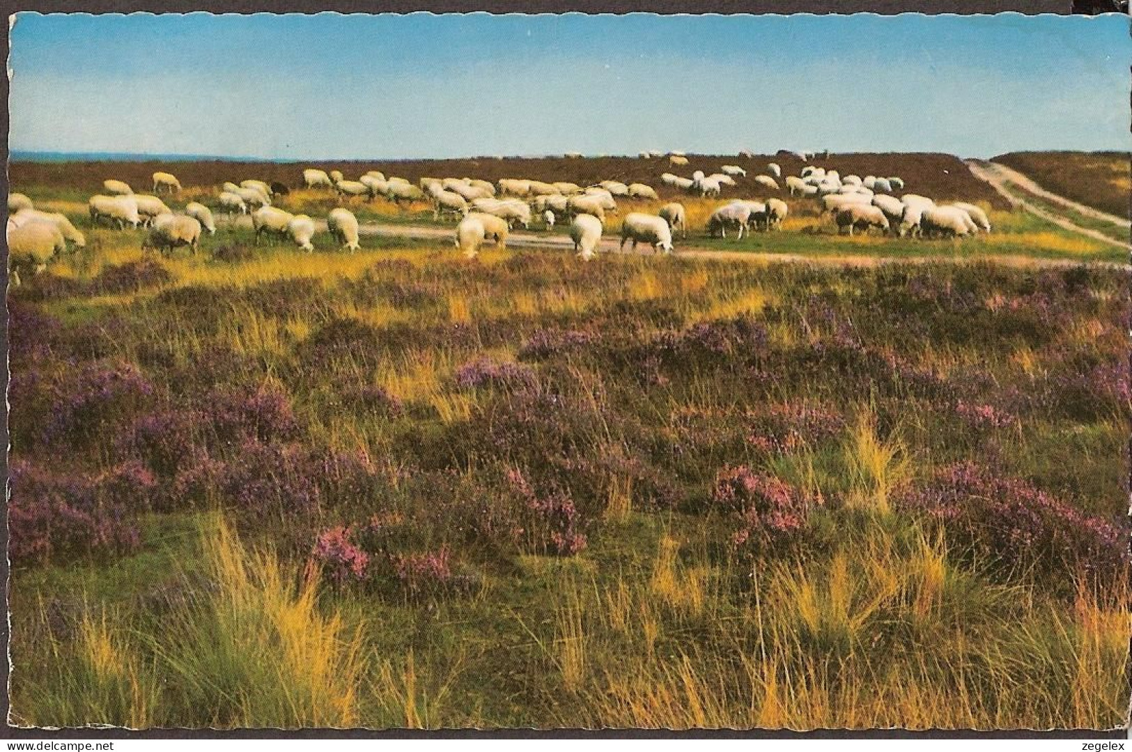 Rhenen - Schaapskudde Op De Heide - 1965 - Rhenen