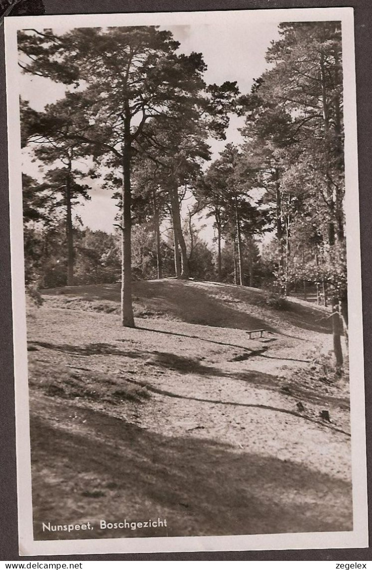 Nunspeet - Boschgezicht - 1951 - Nunspeet