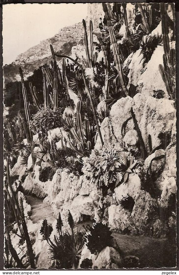 Monte-Carlo - Le Jardin Exotique - 1951 - Cactussen - Cacti  - Exotische Tuin