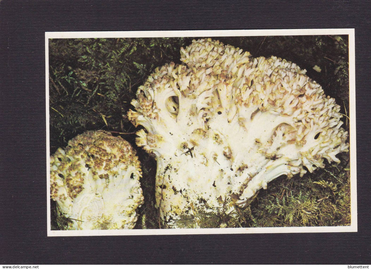 CPSM 1 Euro Champignon Mushrom Dos Explicatif Prix De Départ 1 Euro - Paddestoelen