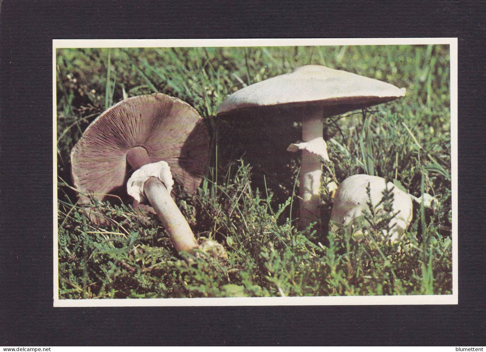 CPSM 1 Euro Champignon Mushrom Dos Explicatif Prix De Départ 1 Euro - Champignons