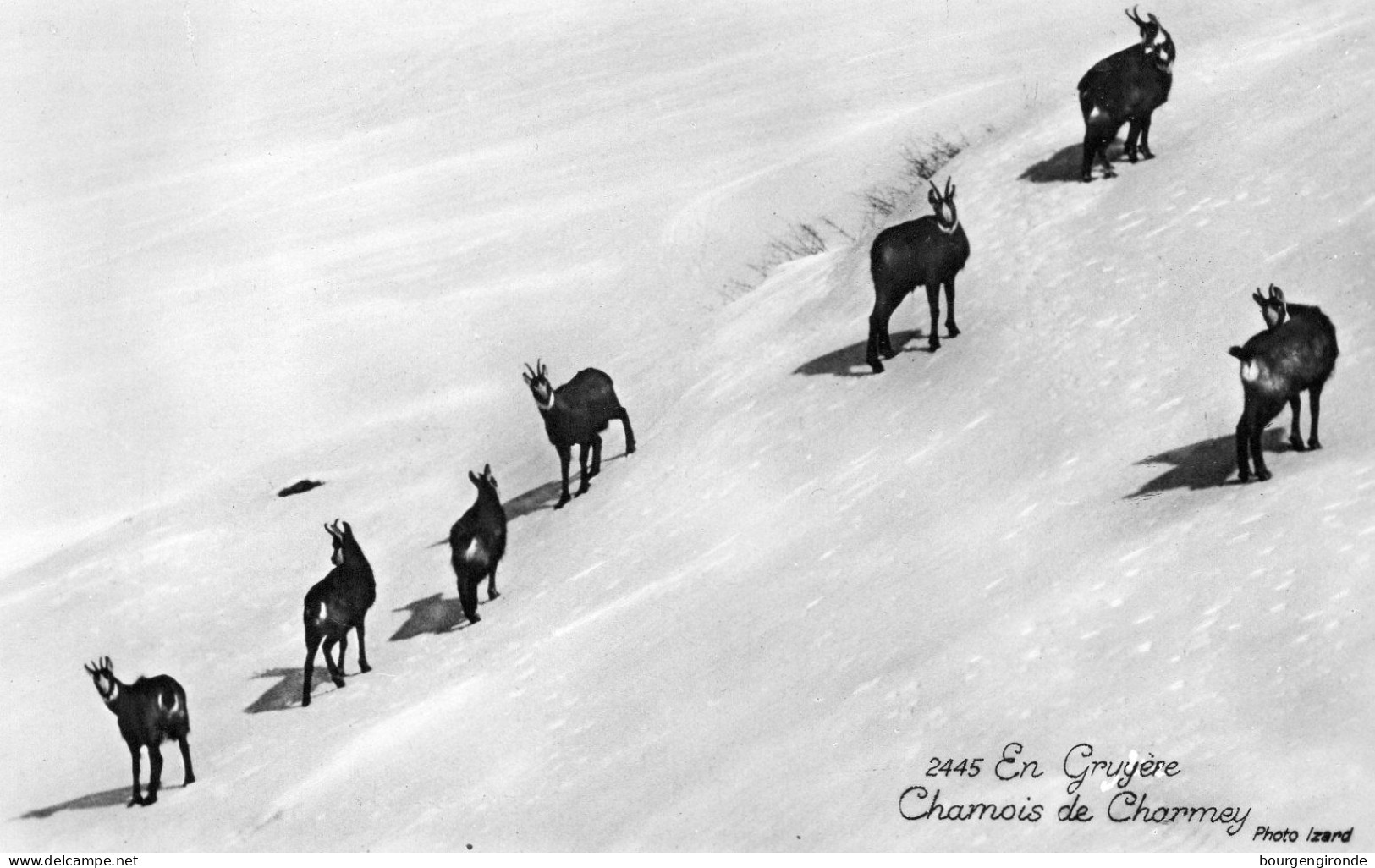 En Gruyère Chamois De Charmey Photo Izard - Charmey