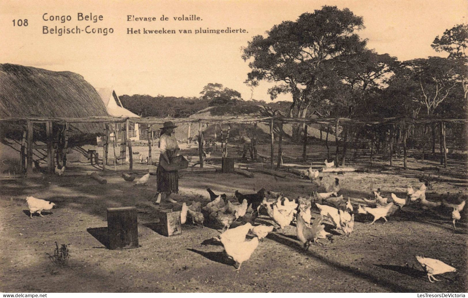 CONGO - Elevage De Volaille  - Carte Postale Ancienne - Congo Belga