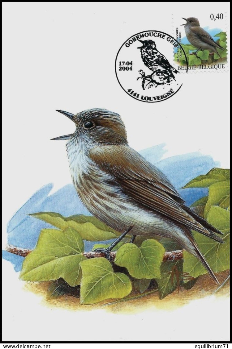 CM/MK - 3265° - Gobemouche-gris / Vliegenvanger / Fliegenschnäpper / Flycatcher - Louveigné - 17-04-2004 - BUZIN - 2001-2010