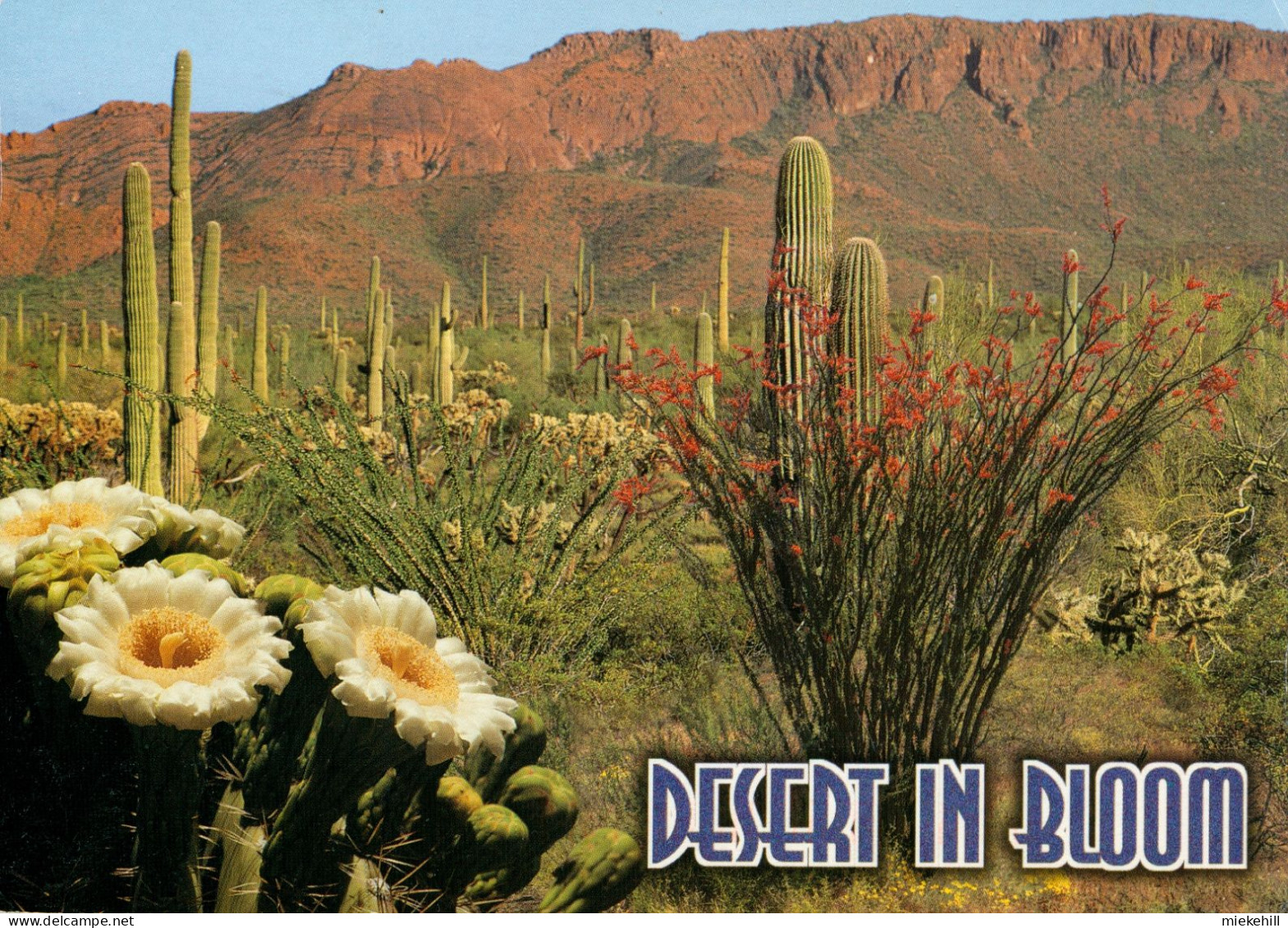 USA-ARIZONA-CACTUS-DESERT IN BLOOM - Sukkulenten