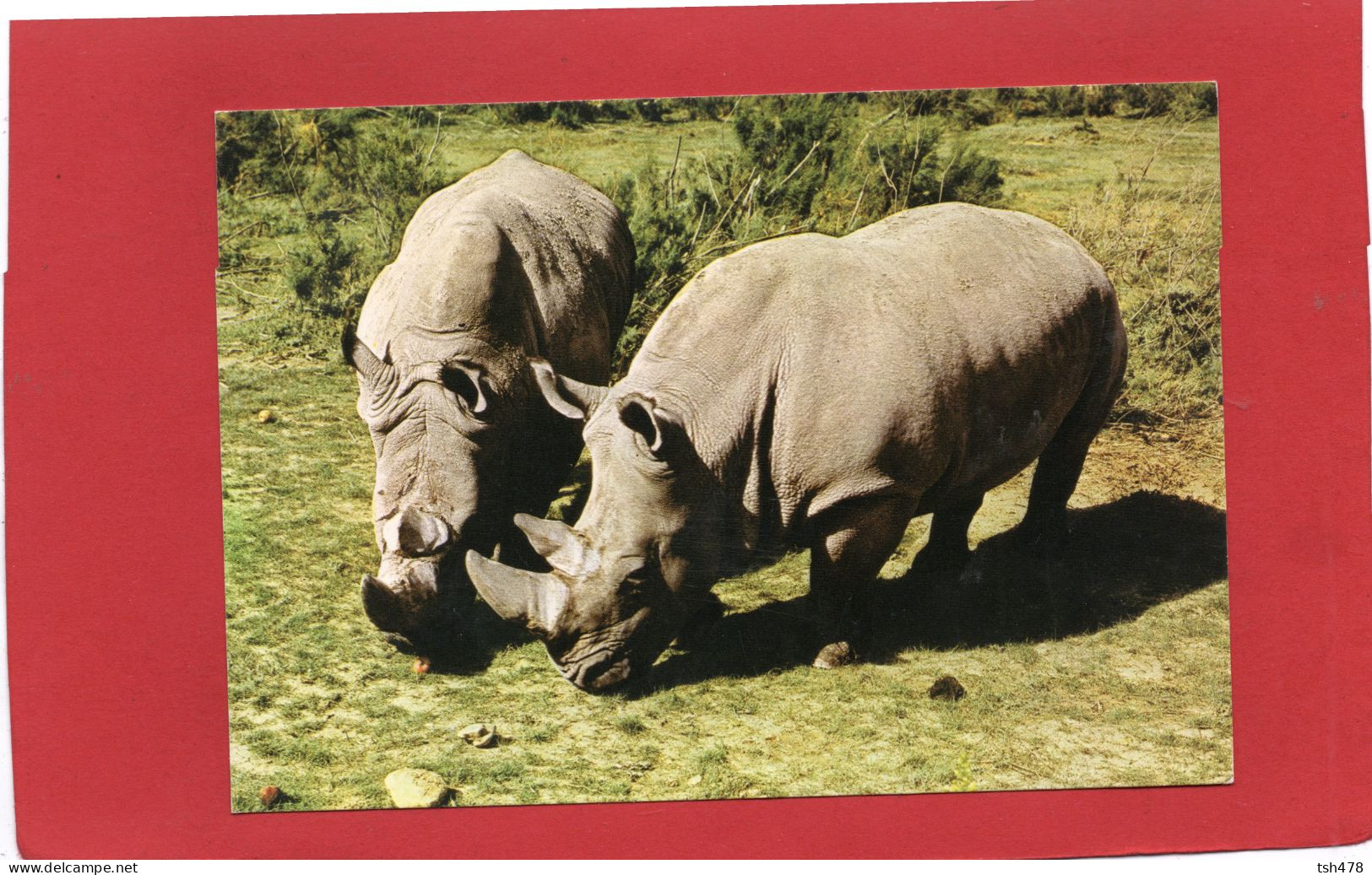78----Château De THOIRY-EN-YVELINES--Rhinocéros Blancs---voir  2 Scans - Neushoorn