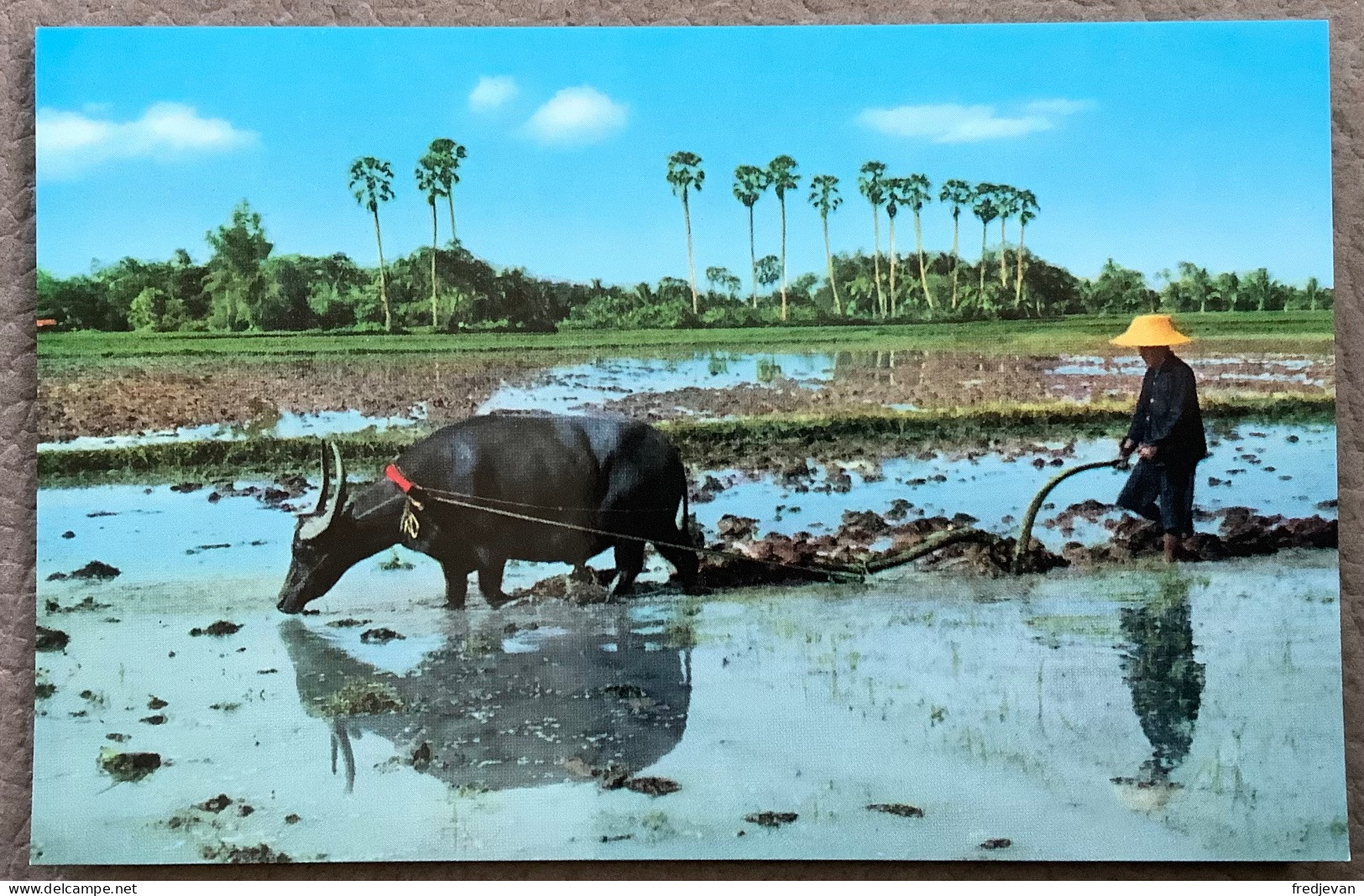 Thailand - Thai Farmers Plough By The Buffalo In The Rice Fields - Thaïlande