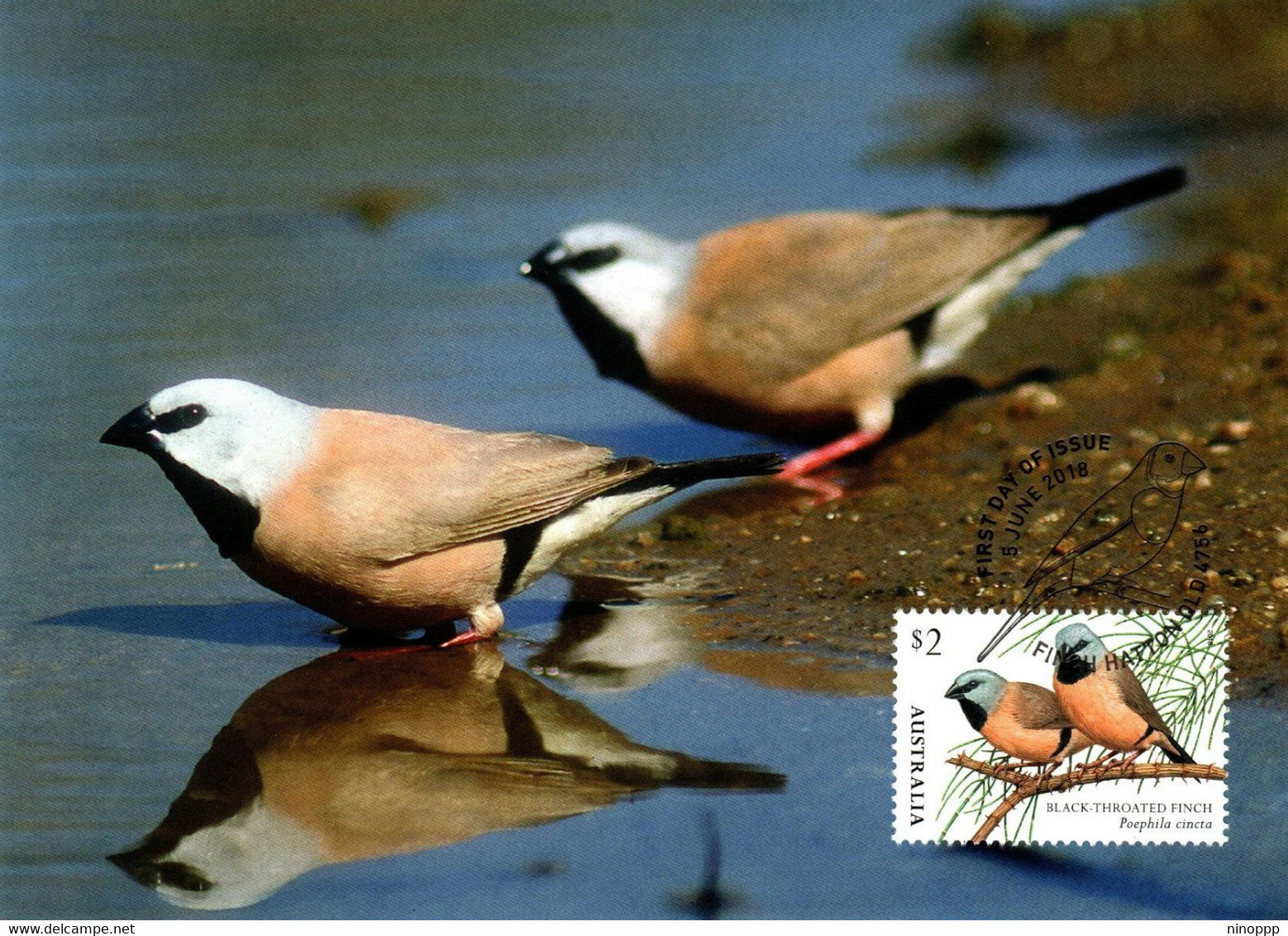 Australia 2018  Finches.Black-Throated  Finch,Maximum Card - Cartes-Maximum (CM)