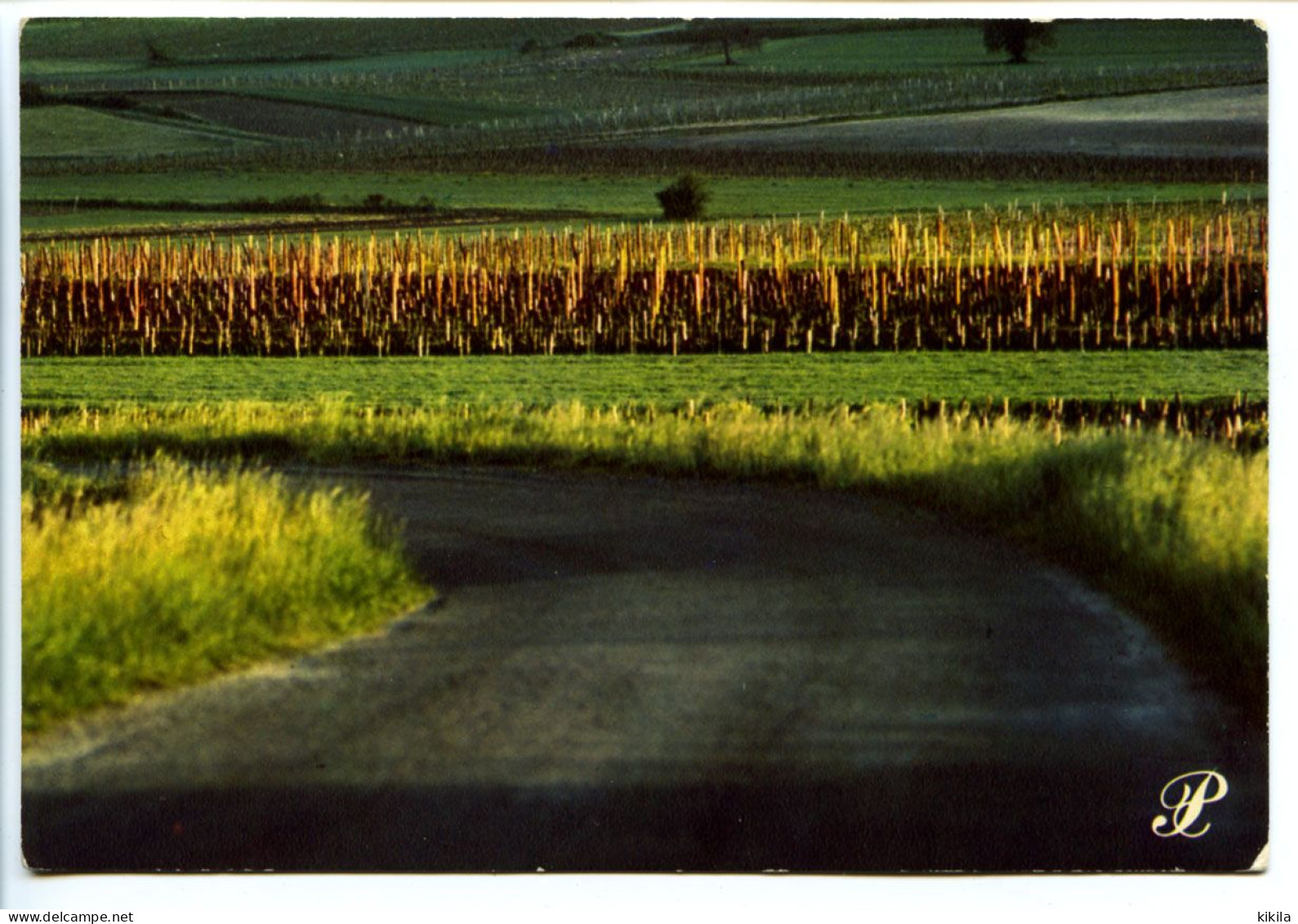 CPSM / CPM 10.5 X 15 Prestige CHARENTE Route  Campagne  Photo Leicographie M. Guillard - Agence Scope - Poitou-Charentes