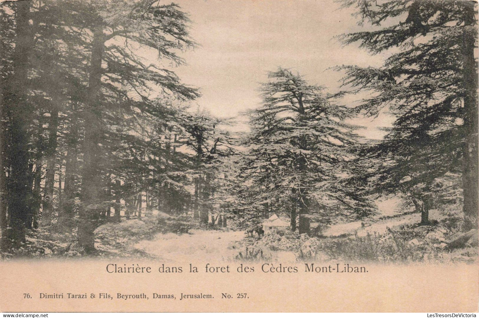 LIBAN - Clairière Dans La Forêt Des Cèdres Mont Liban  -  Carte Postale Ancienne - Libano