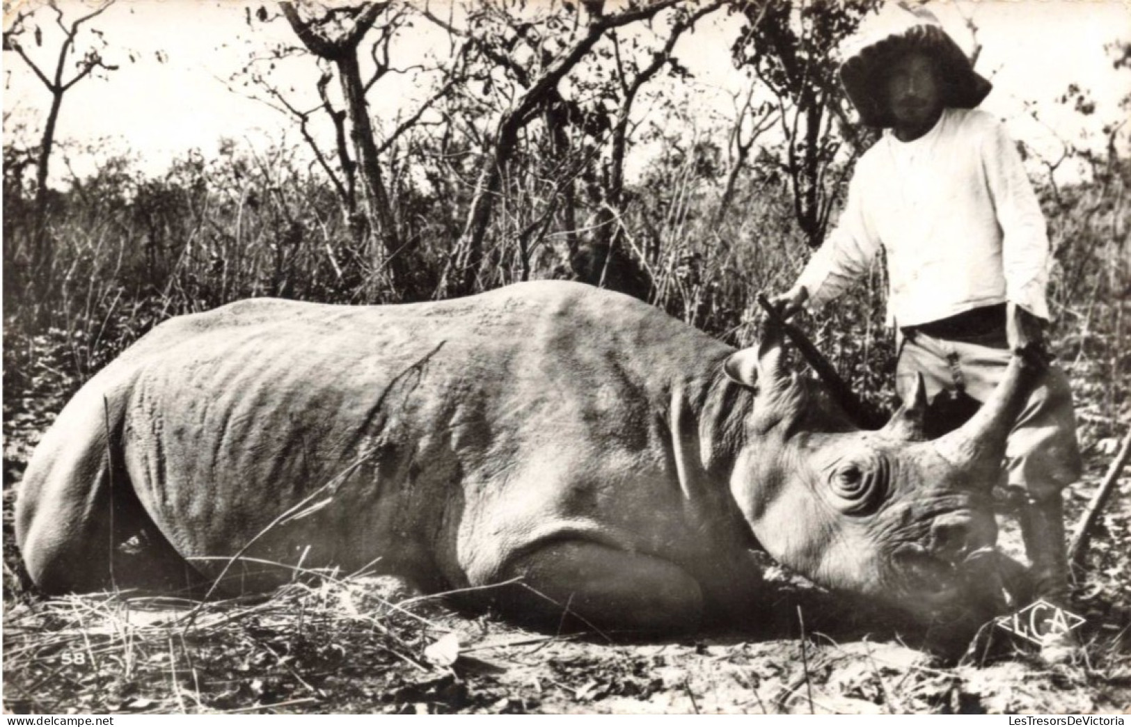 CAMEROUN - Rhinocéros Tué -  Carte Postale Ancienne - Camerún