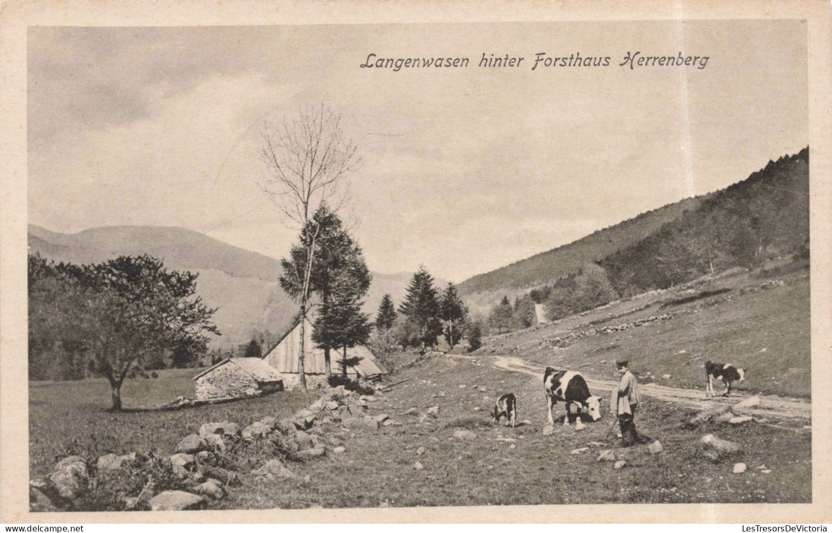 PHOTOGRAPHIE - Langenwasen Derrière La Maison Forestière De Herrenberg -  Carte Postale Ancienne - Photographs