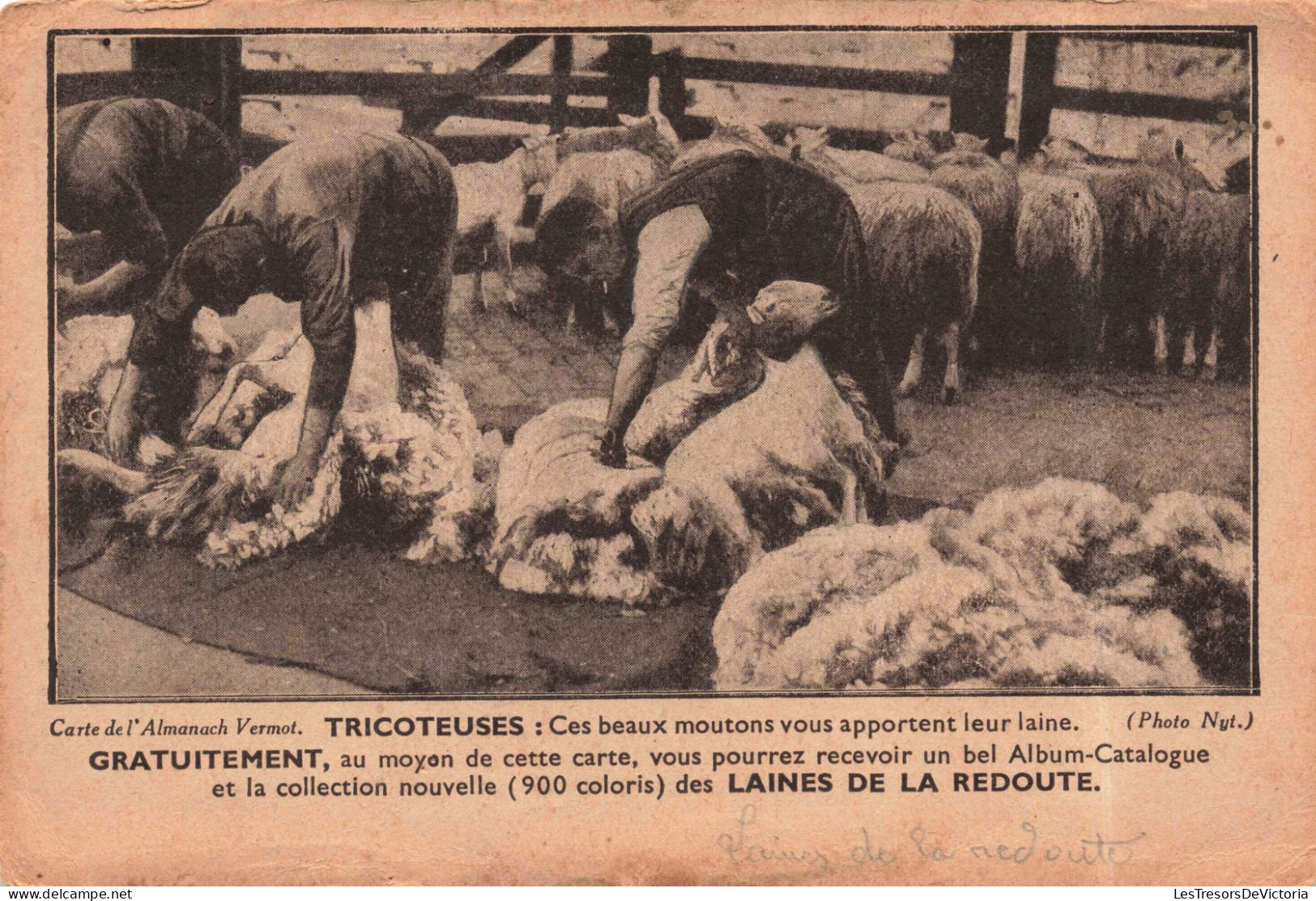 PHOTOGRAPHIE - Tricoteuses - Ces Beaux Moutons Vous Apportent Leur Laine - Carte Postale Ancienne - Fotografie