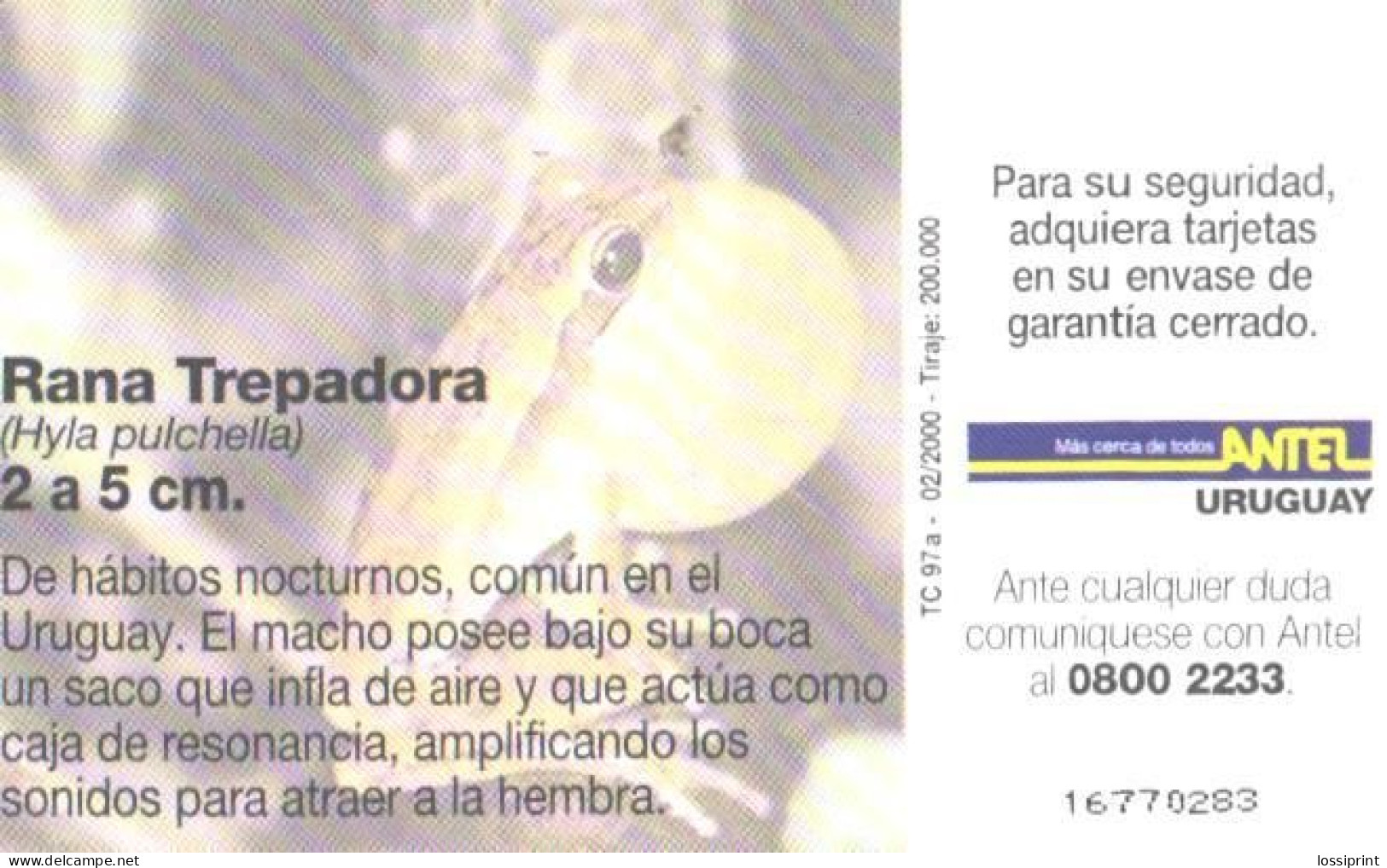 Uruguay:Used Phonecard, Antel, 25 $, Frog, Rana Trepadora, 2000 - Uruguay