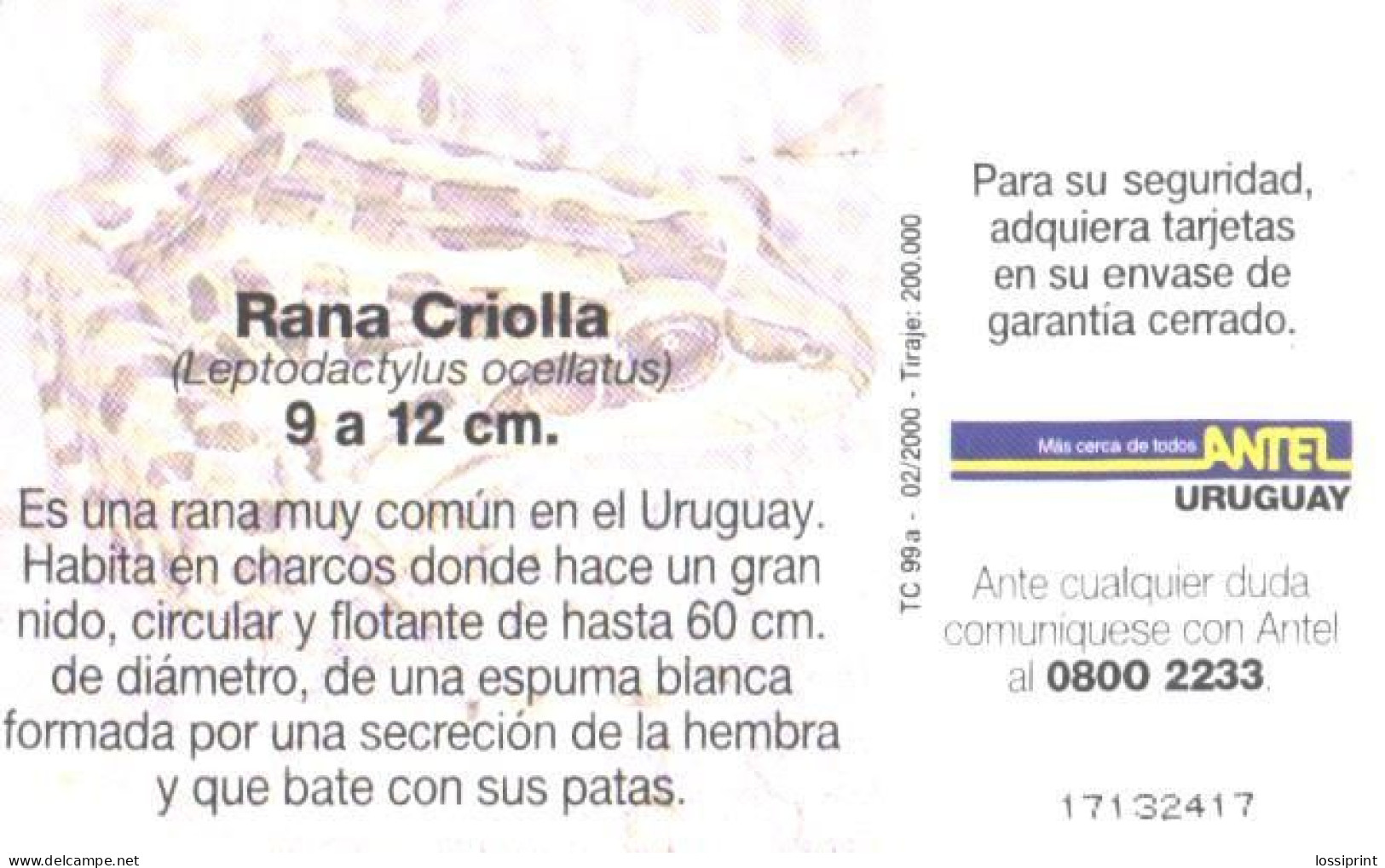 Uruguay:Used Phonecard, Antel, 25 $, Frog, Rana Criolla, 2000 - Uruguay