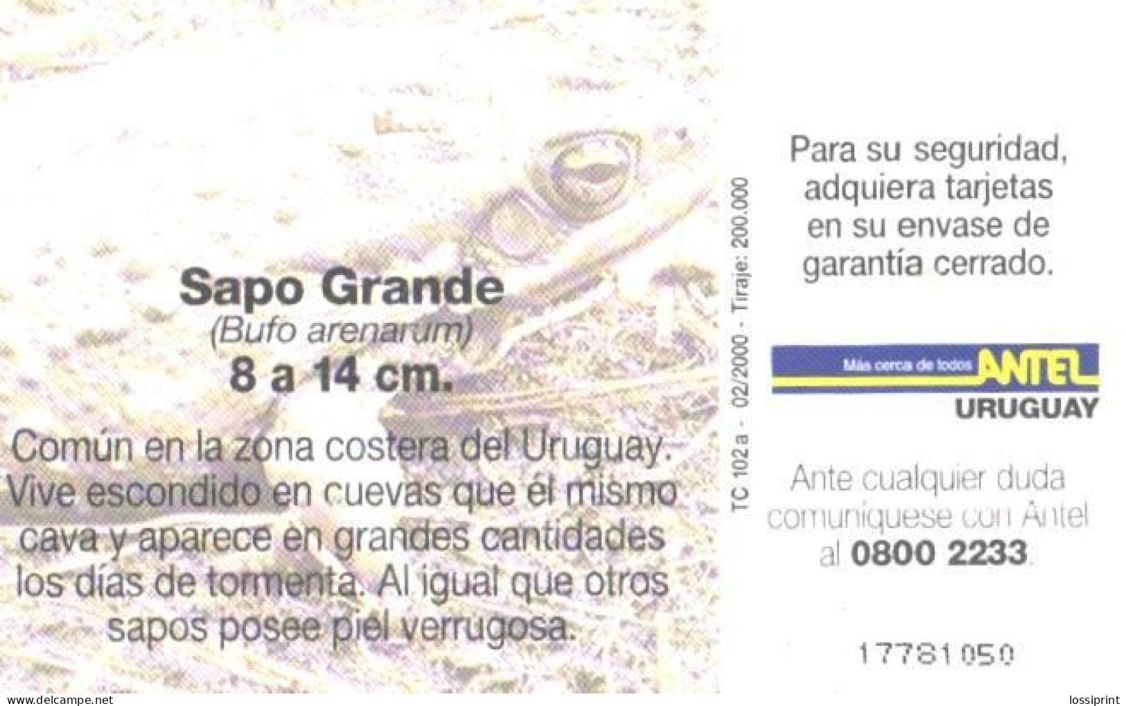 Uruguay:Used Phonecard, Antel, 5 $, Frog, Sapo Grande, 2000 - Uruguay