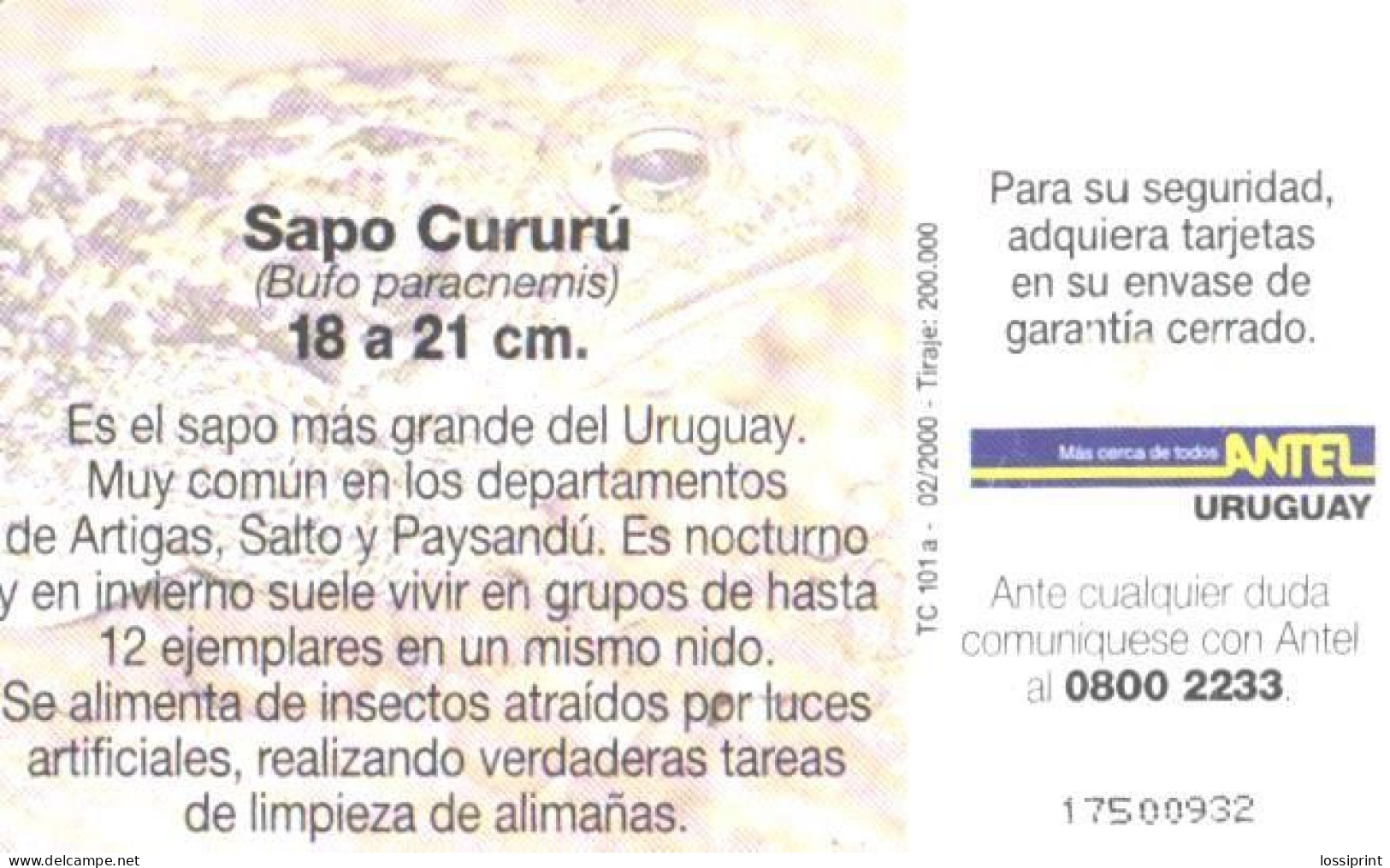 Uruguay:Used Phonecard, Antel, 5 $, Frog, Sapo Cururu, 2000 - Uruguay