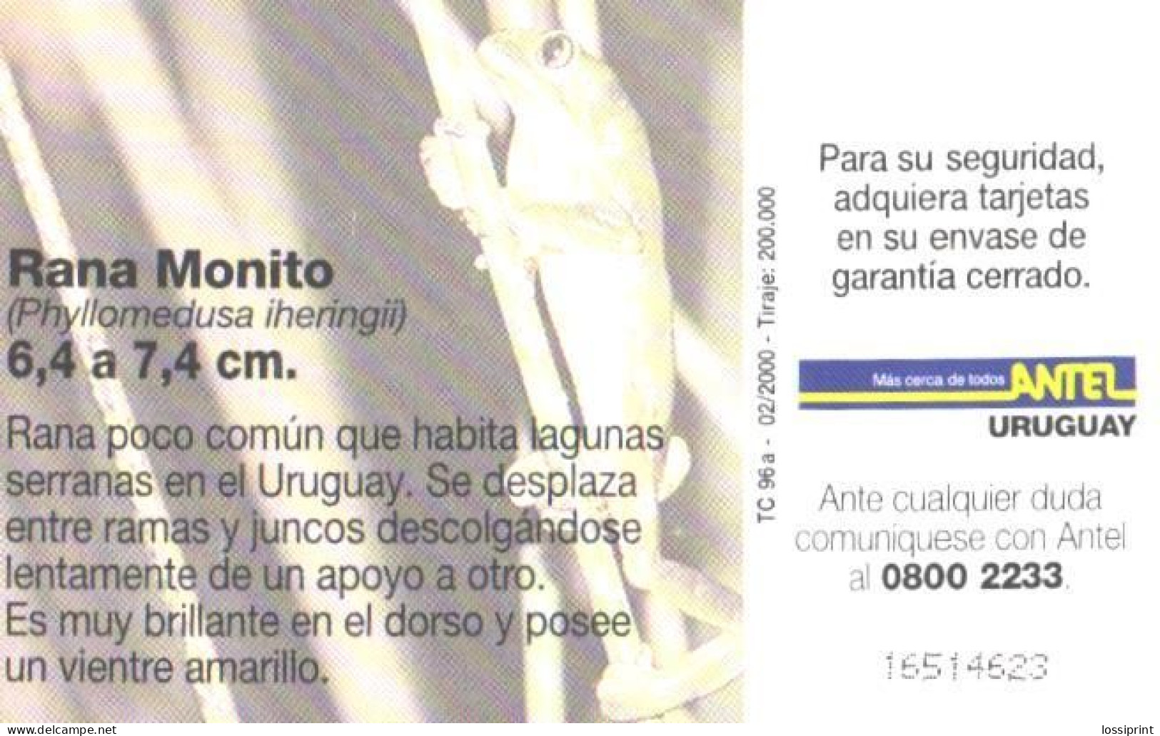 Uruguay:Used Phonecard, Antel, 25 $, Frog, Rana Monito, 2000 - Uruguay