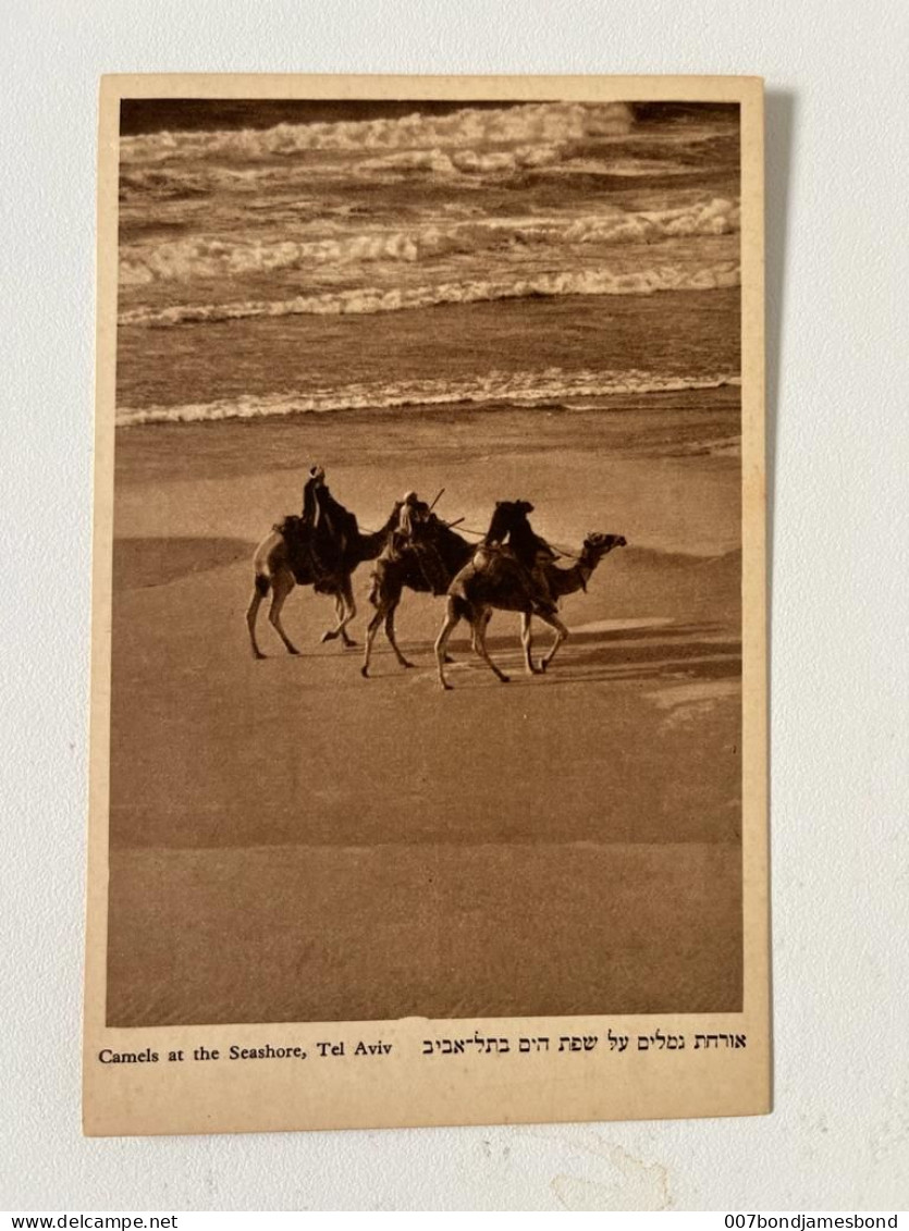 JUDAICA PALESTINE / ISRAEL RARE POSTCARD CAMAELS  AT THE SEASHORE TEL AVIV #3 HEFNER ַ& BERGER CRACOW 1935' - Palestine