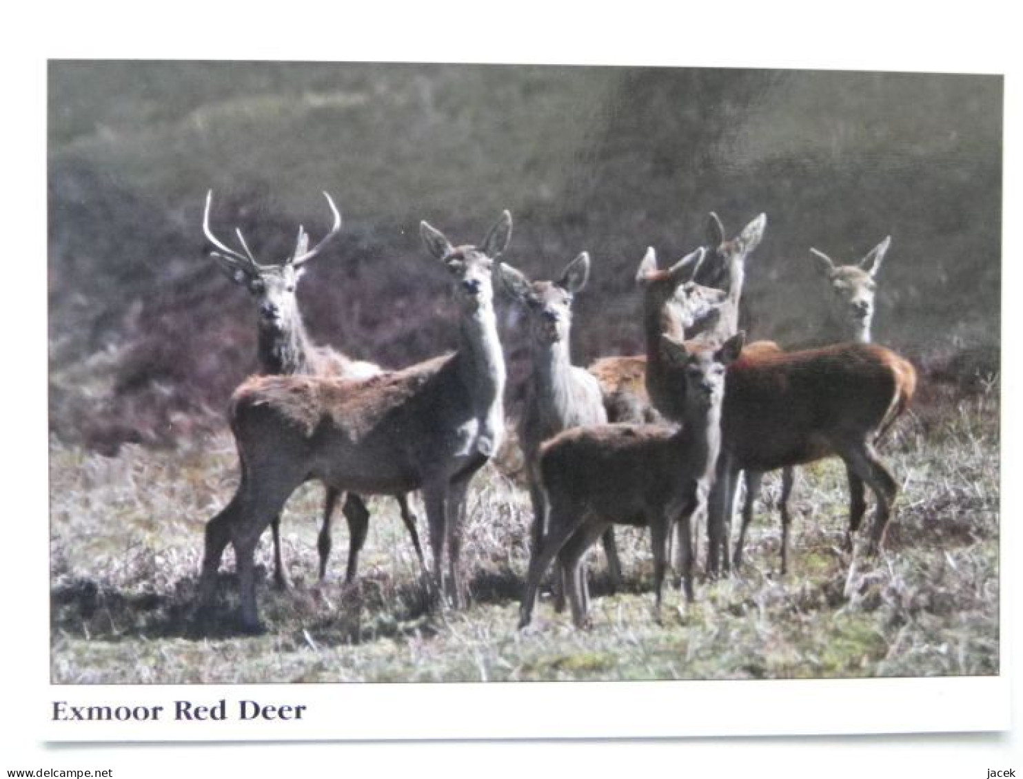 Exmoor Red Deer - Neushoorn