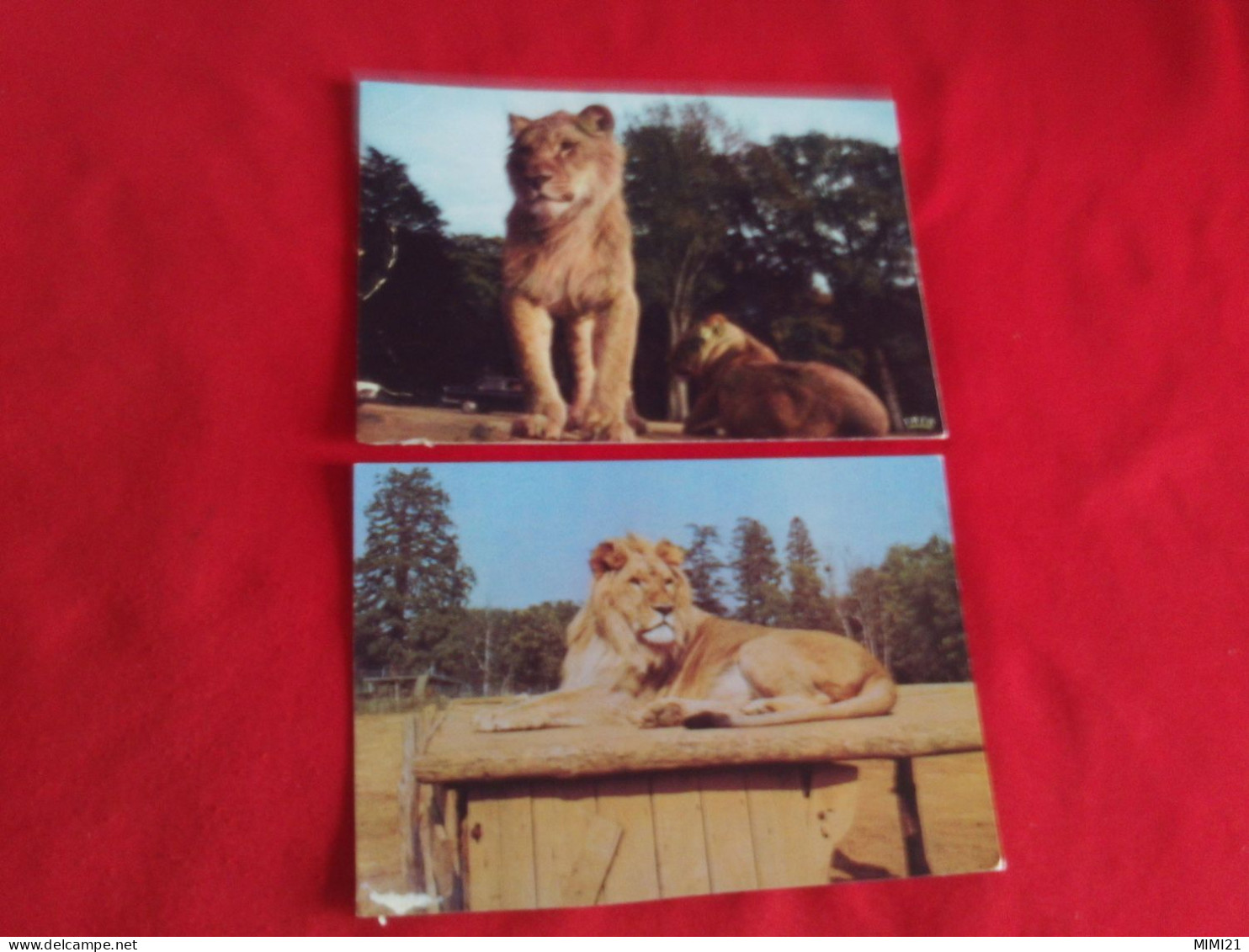 LOT DE 2 CARTES..."LIONS..RESERVE AFRICAINE DU CHATEAU DE THOIRY EN YVELINES".. - Lions