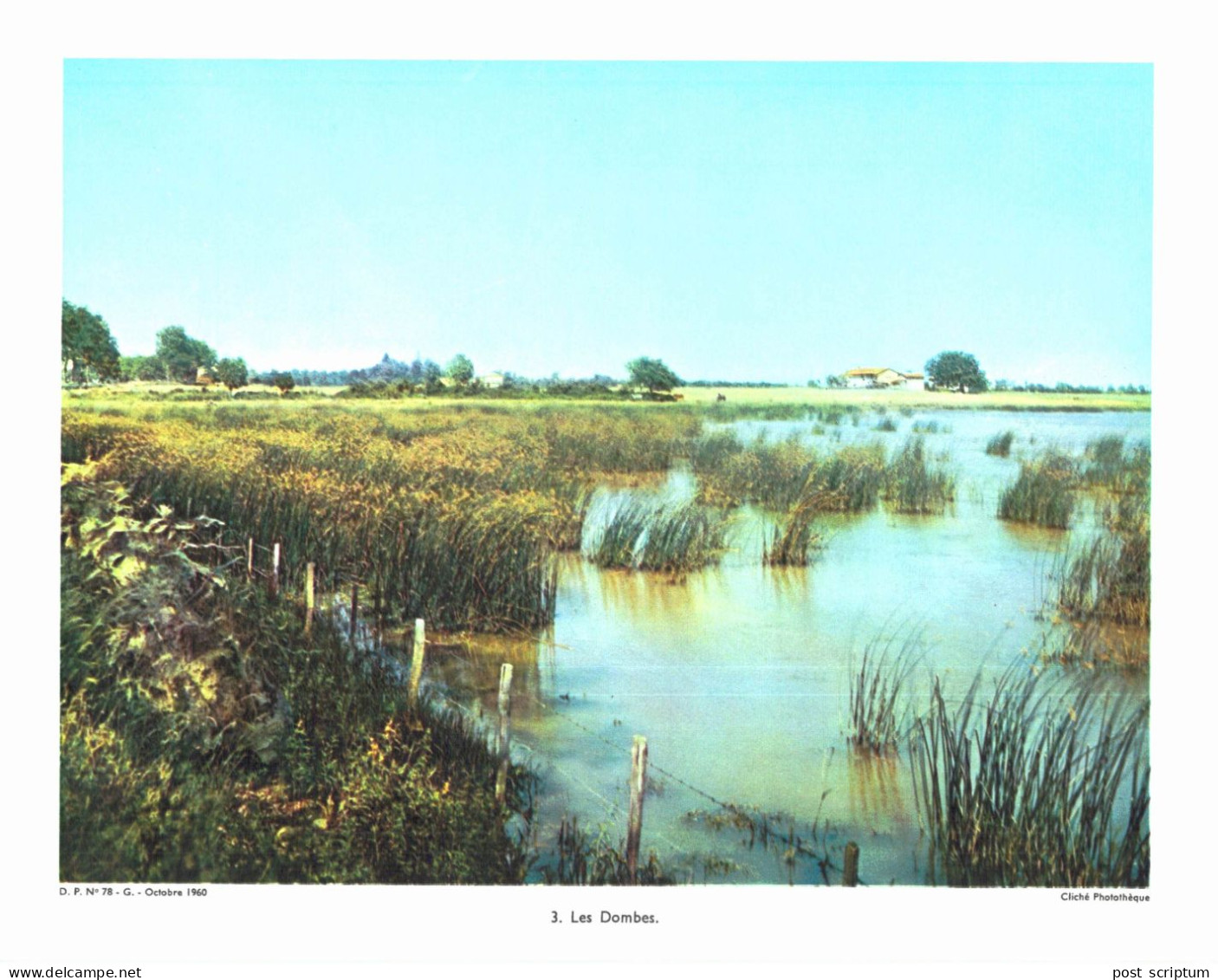 Photo  -  Reproduction -  Les Dombes - Europa