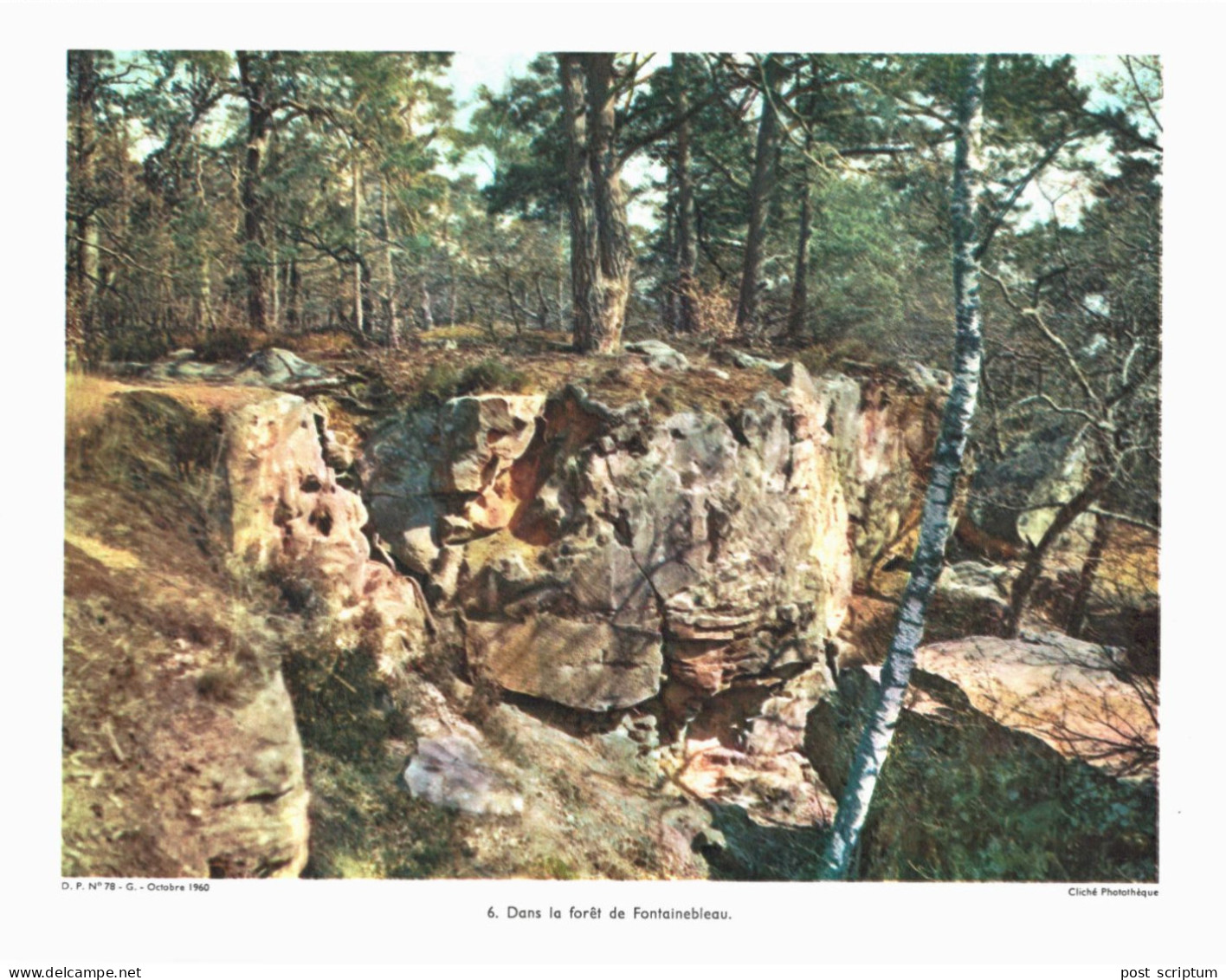 Photo  -  Reproduction -  Dans La Forêt De Fontainebleau - Europe