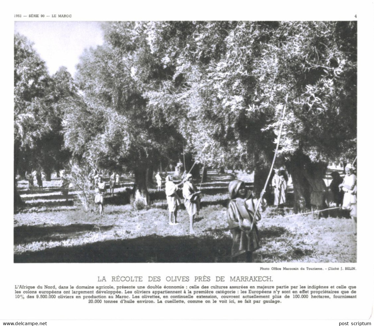 Photo  -  Reproduction -  Maroc -  La Récolte Des Olives Près De Marrakech - Africa