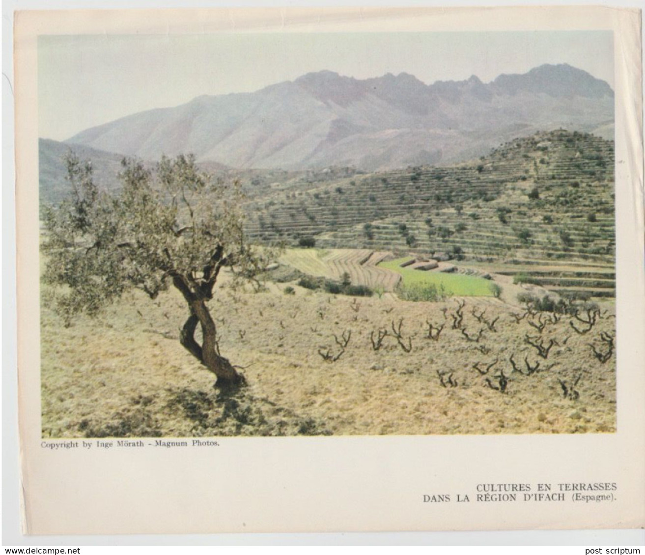 Photo  -  Reproduction -   Cultures En Terrasses Dans La Région D'IFach (Espagne) - Europa