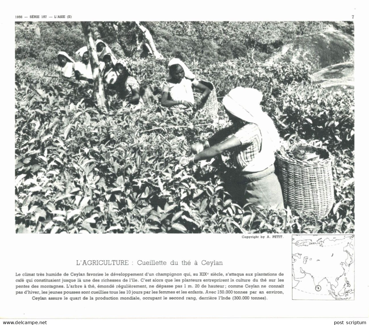 Photo  -  Reproduction - Sri Lanka Ceylan Ceuillette Du Thé - Azië