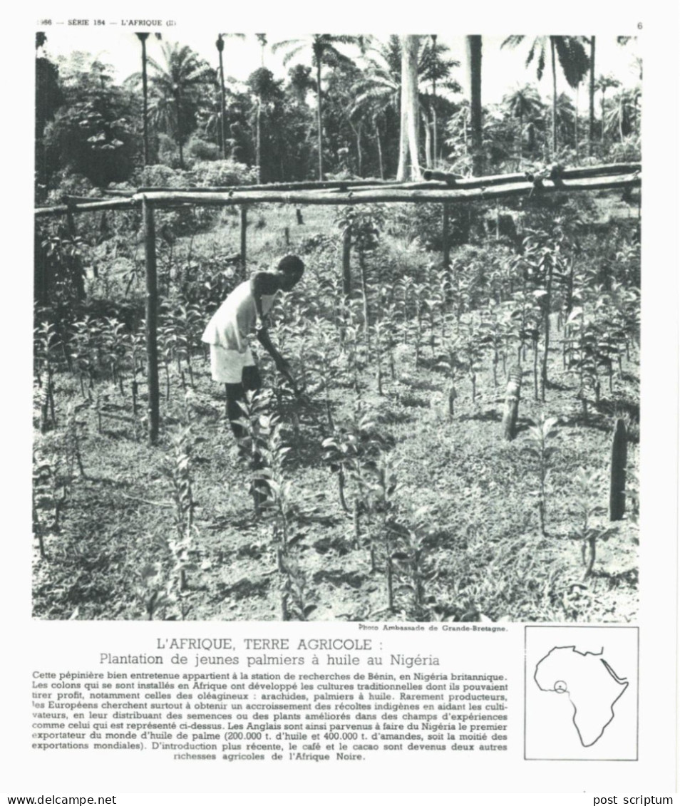 Photo  -  Reproduction -  Nigéria - Plantation De Jeunes Palmiers à Huile - Afrika